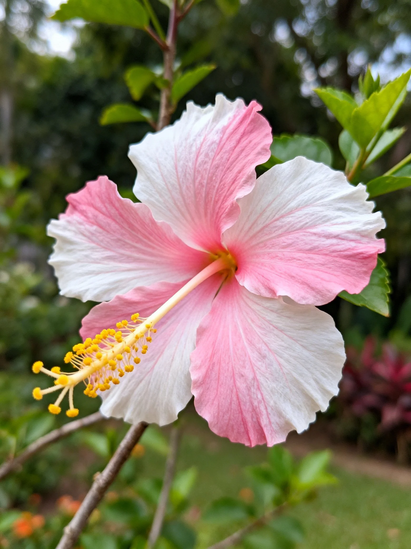 A pink and white hibiscus flower with yellow stamens