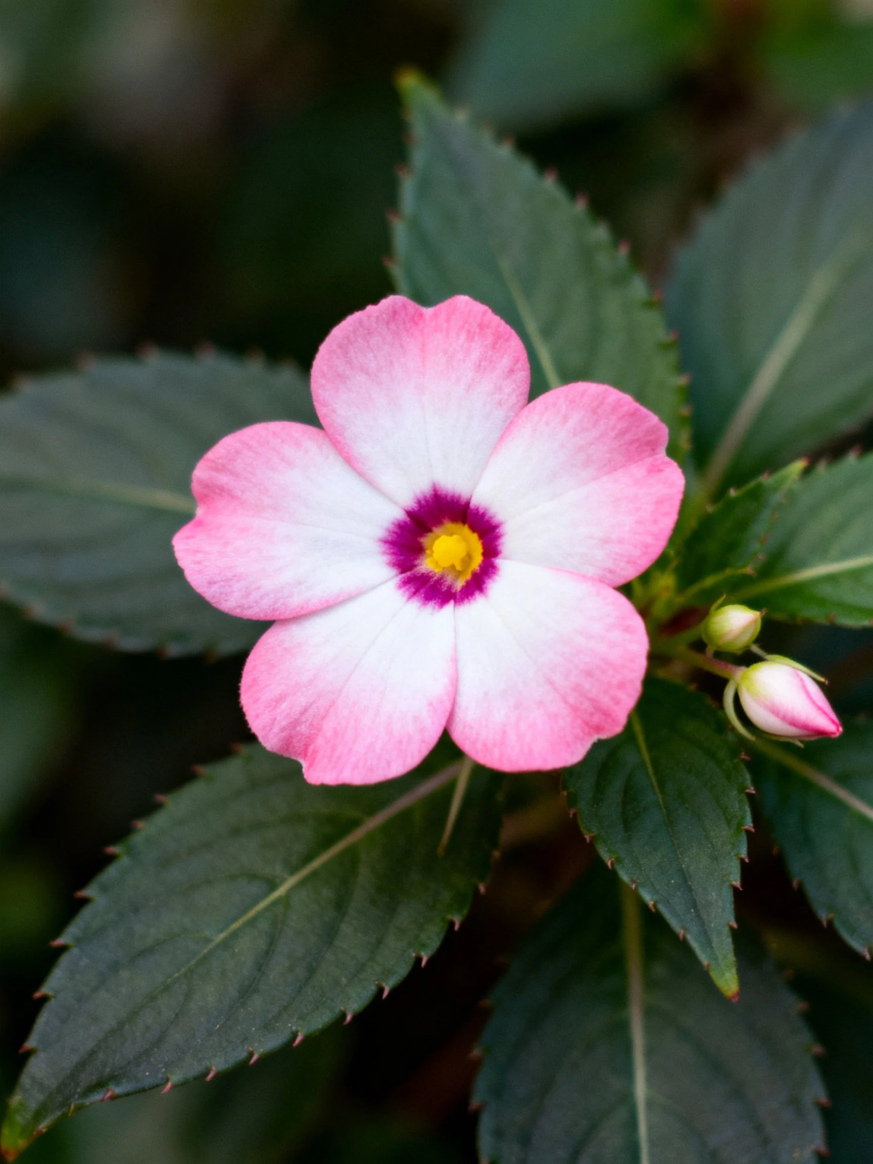 A pink and white impatiens flower with dark green foliage
