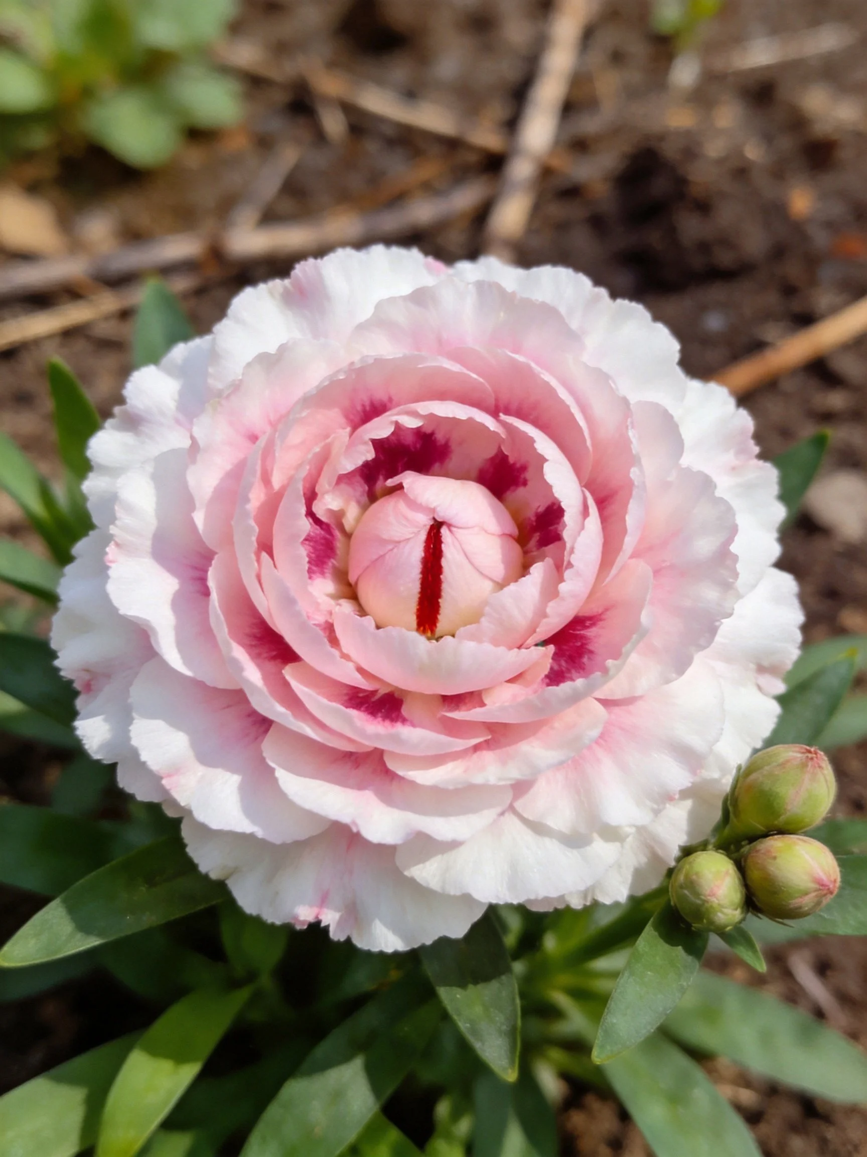 A pink and white layered flower with green buds near soil