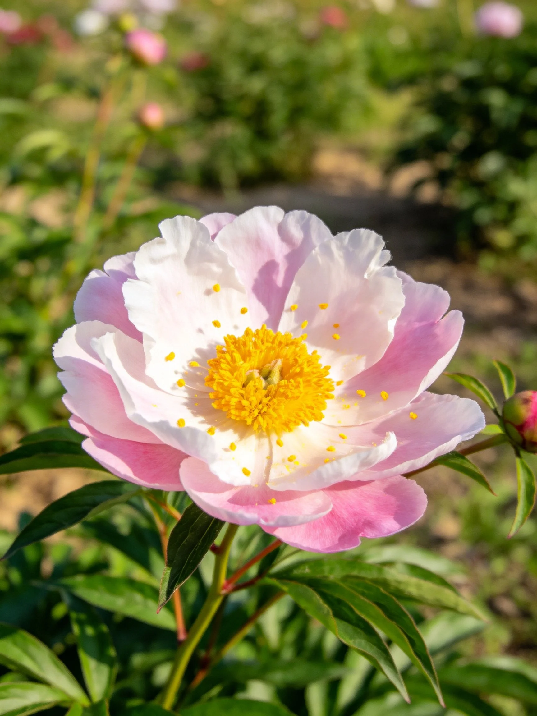 A pink and white peony flower with yellow center amid green foliage.