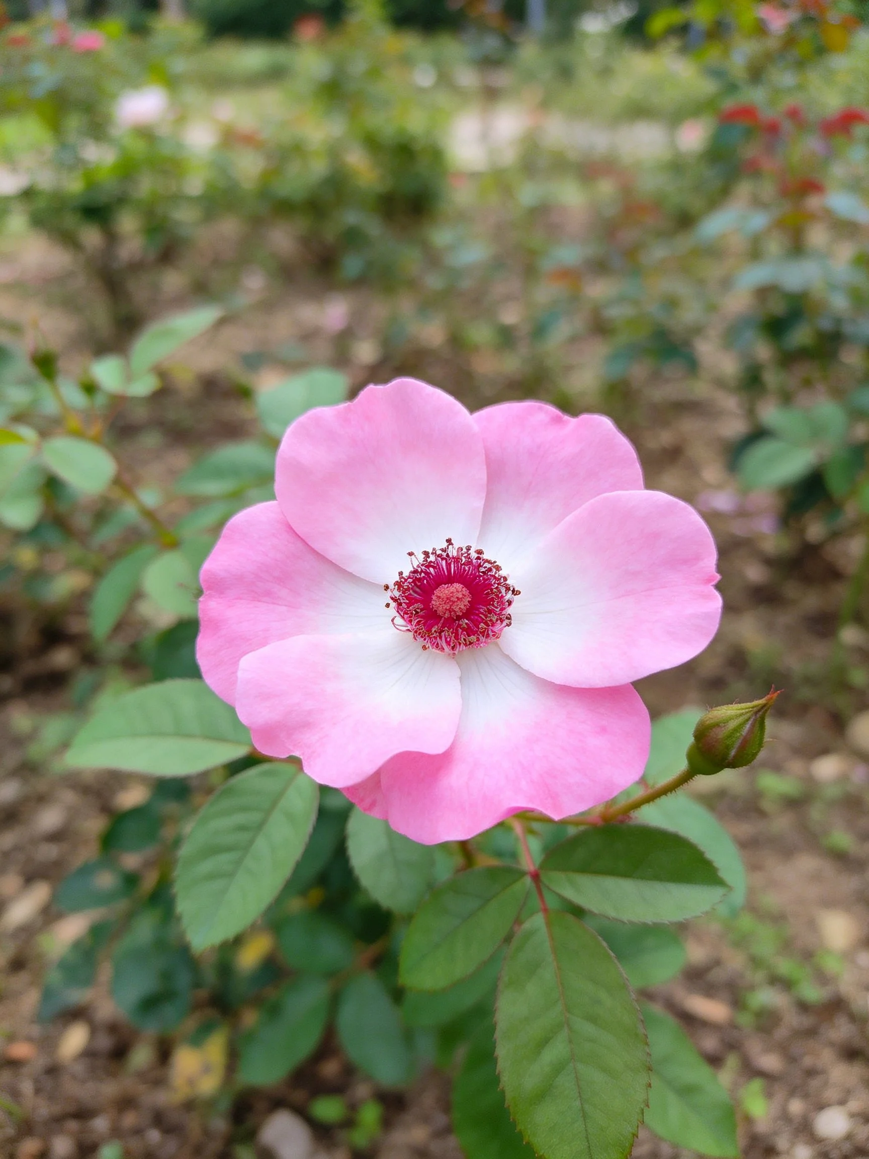 A pink and white rose with green foliage and a budding stem