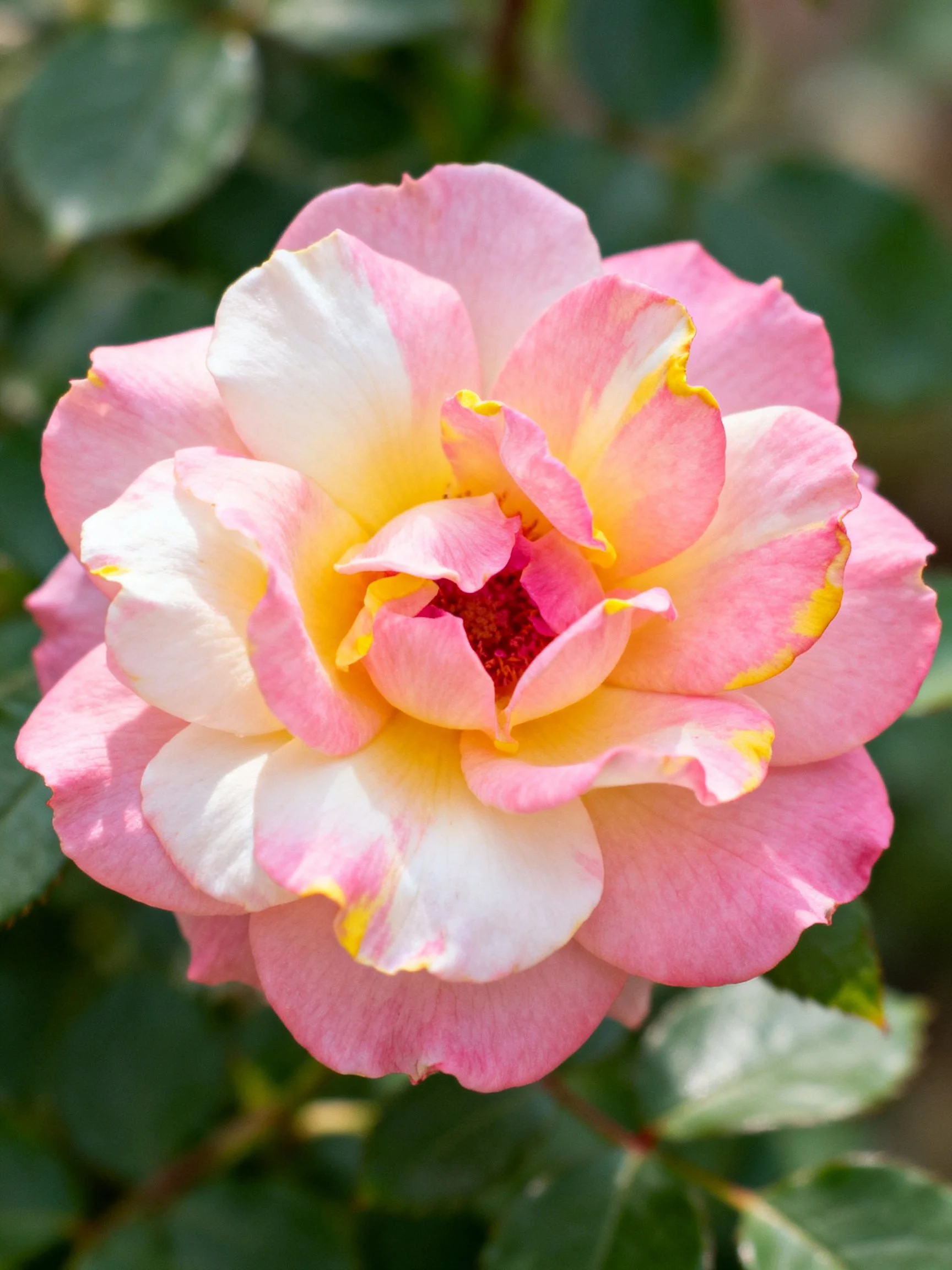 A pink and white rose with yellow accents blooming outdoors