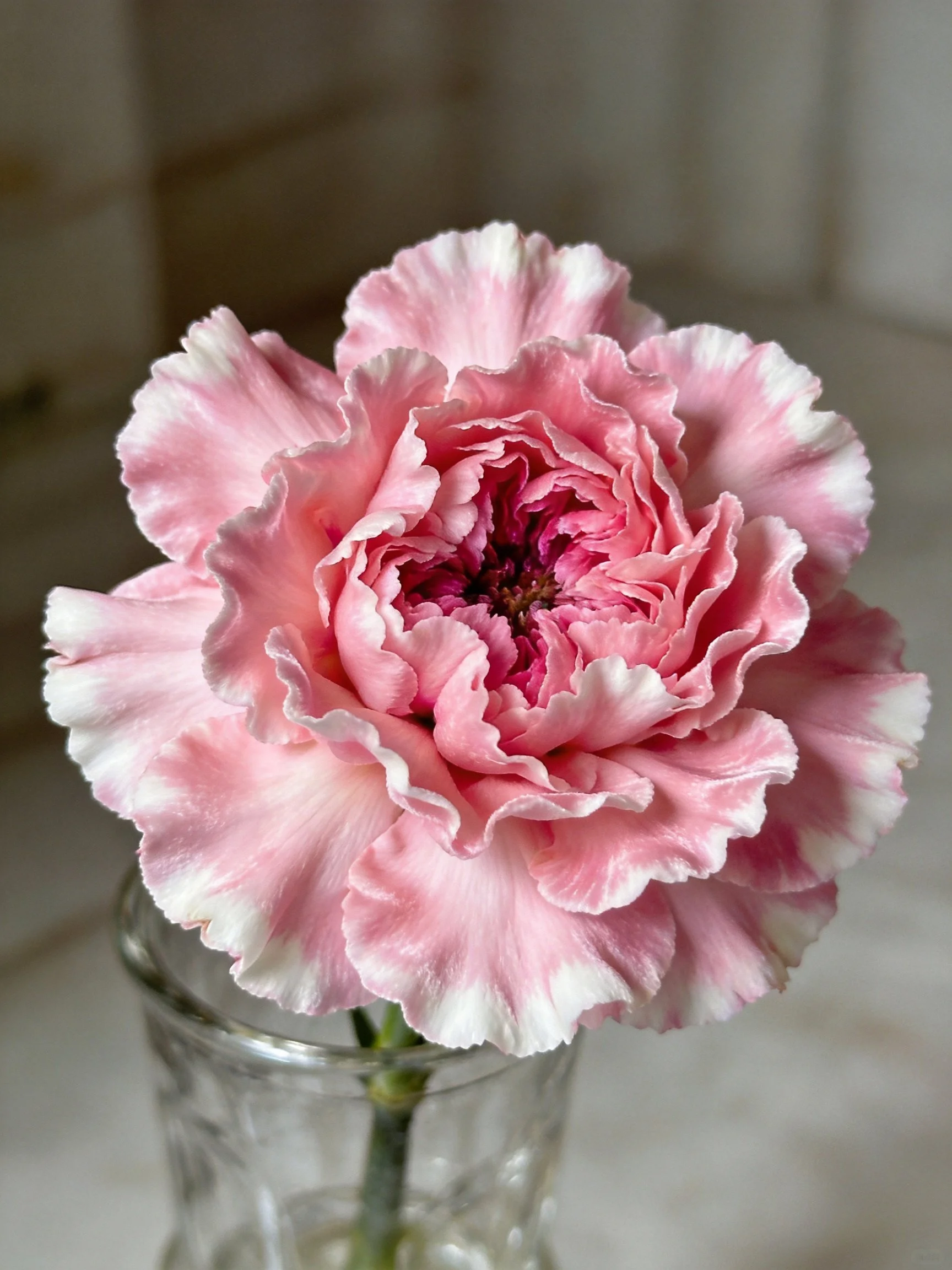 A pink and white ruffled carnation in a clear glass vase