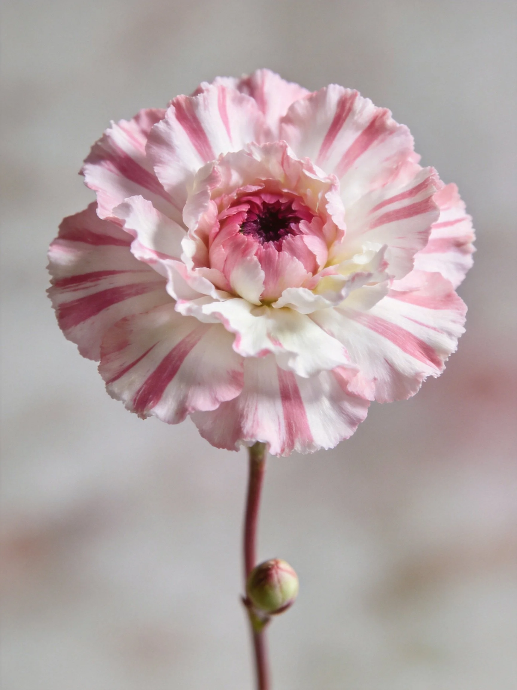 A pink and white striped carnation flower with a bud