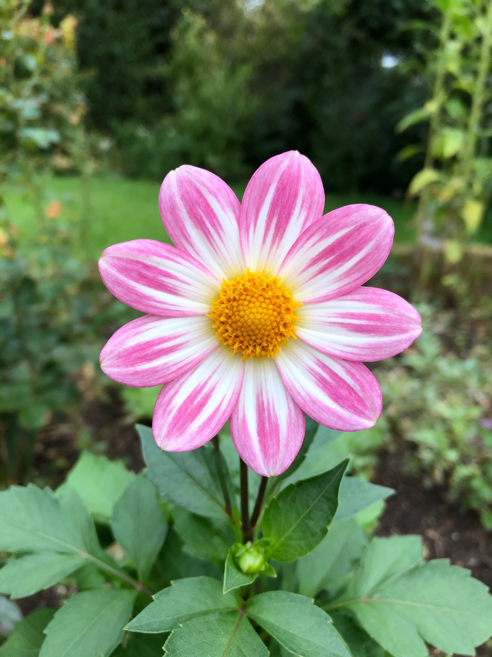 A pink and white striped dahlia with a golden center
