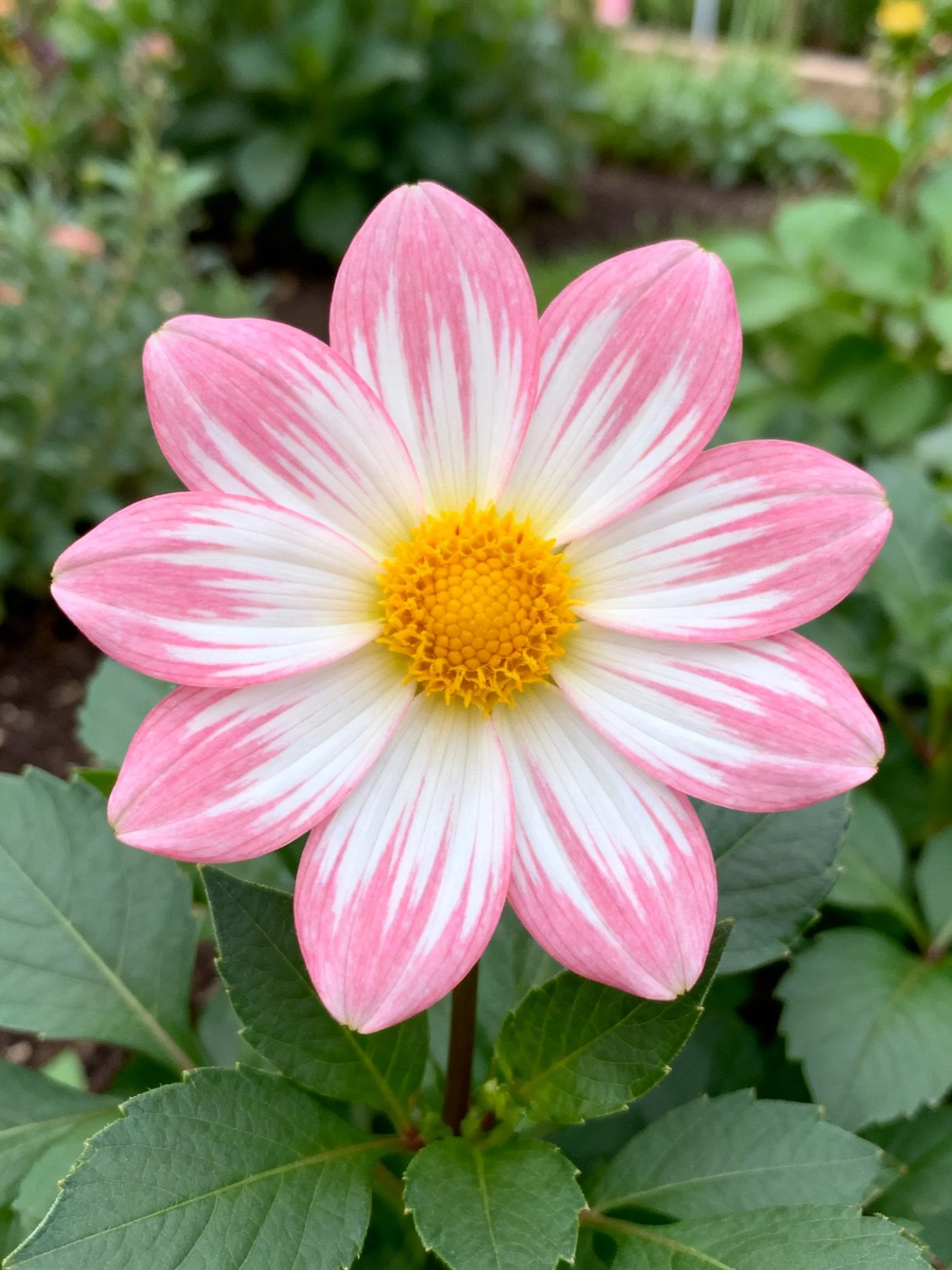 A pink and white striped dahlia with a golden center