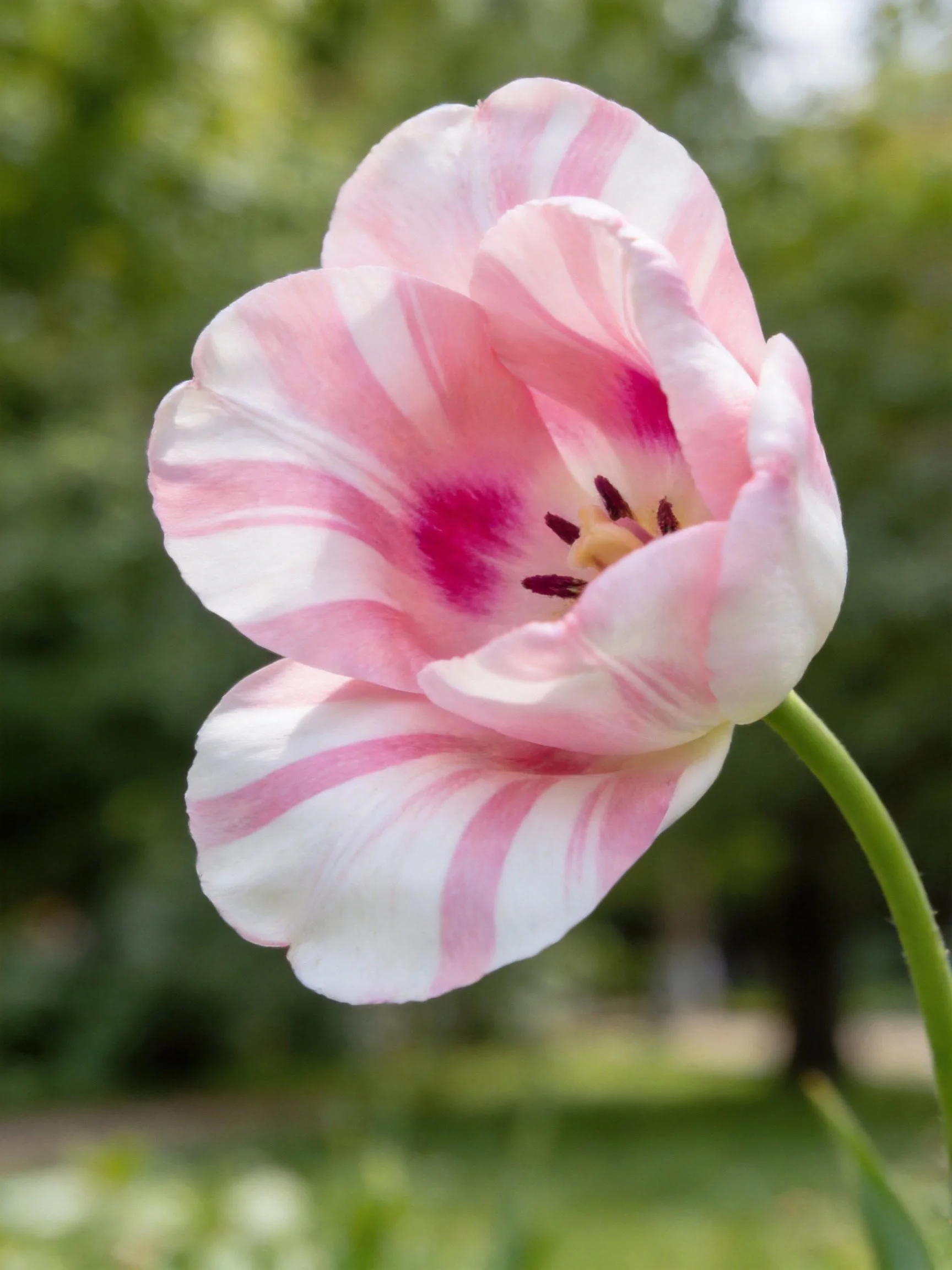 A pink and white striped tulip with a blurred green background