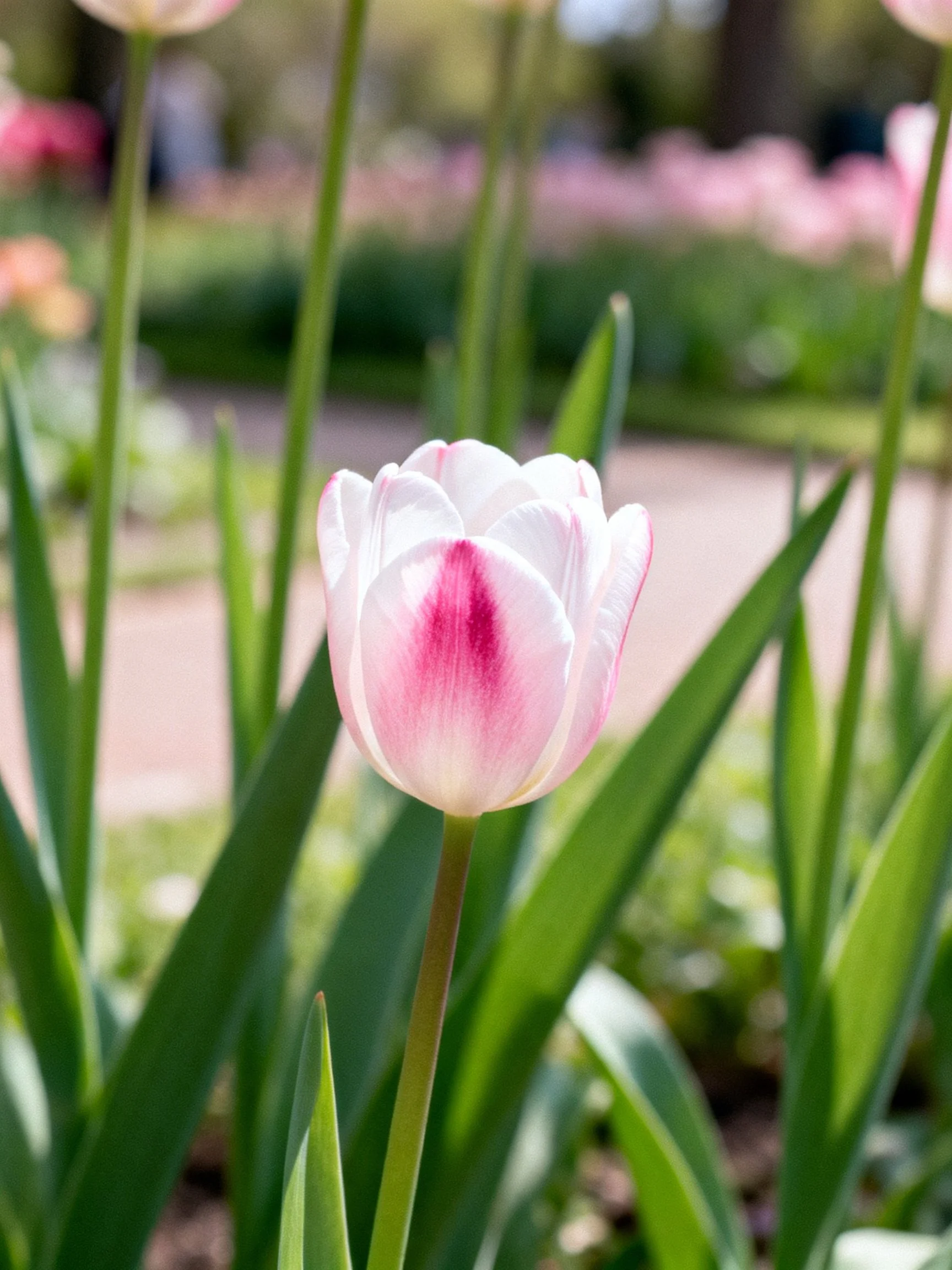 A pink-and-white tulip stands amid lush green foliage