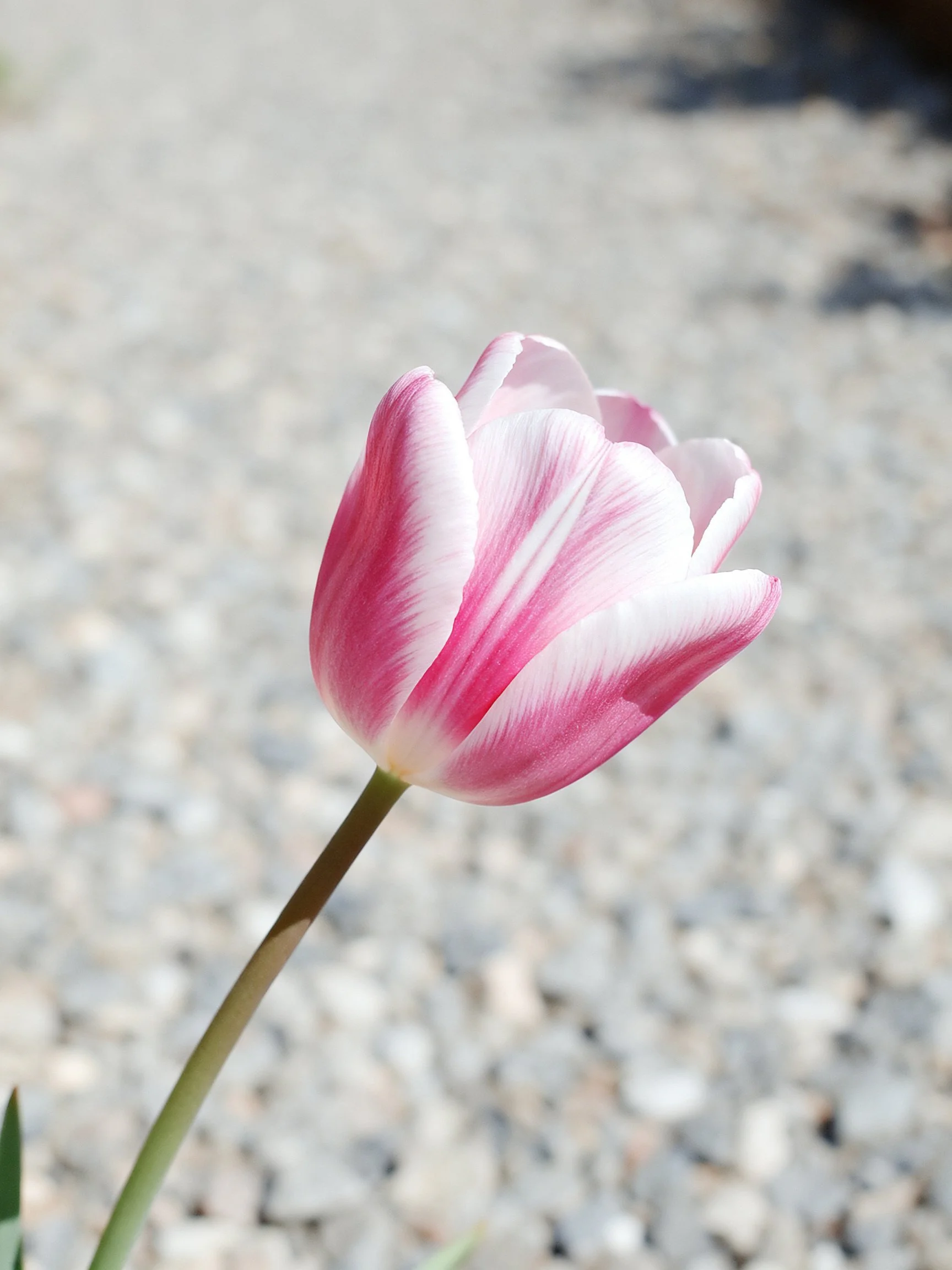 A pink and white tulip stands out against a gravel background