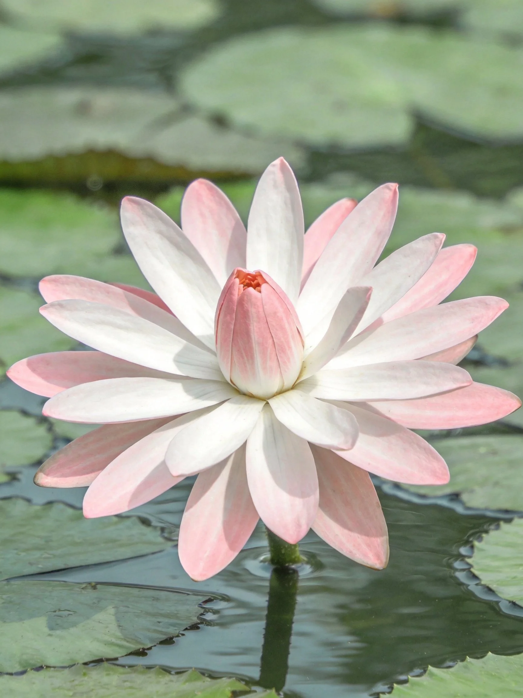 A pink and white water lily blooms among green lily pads