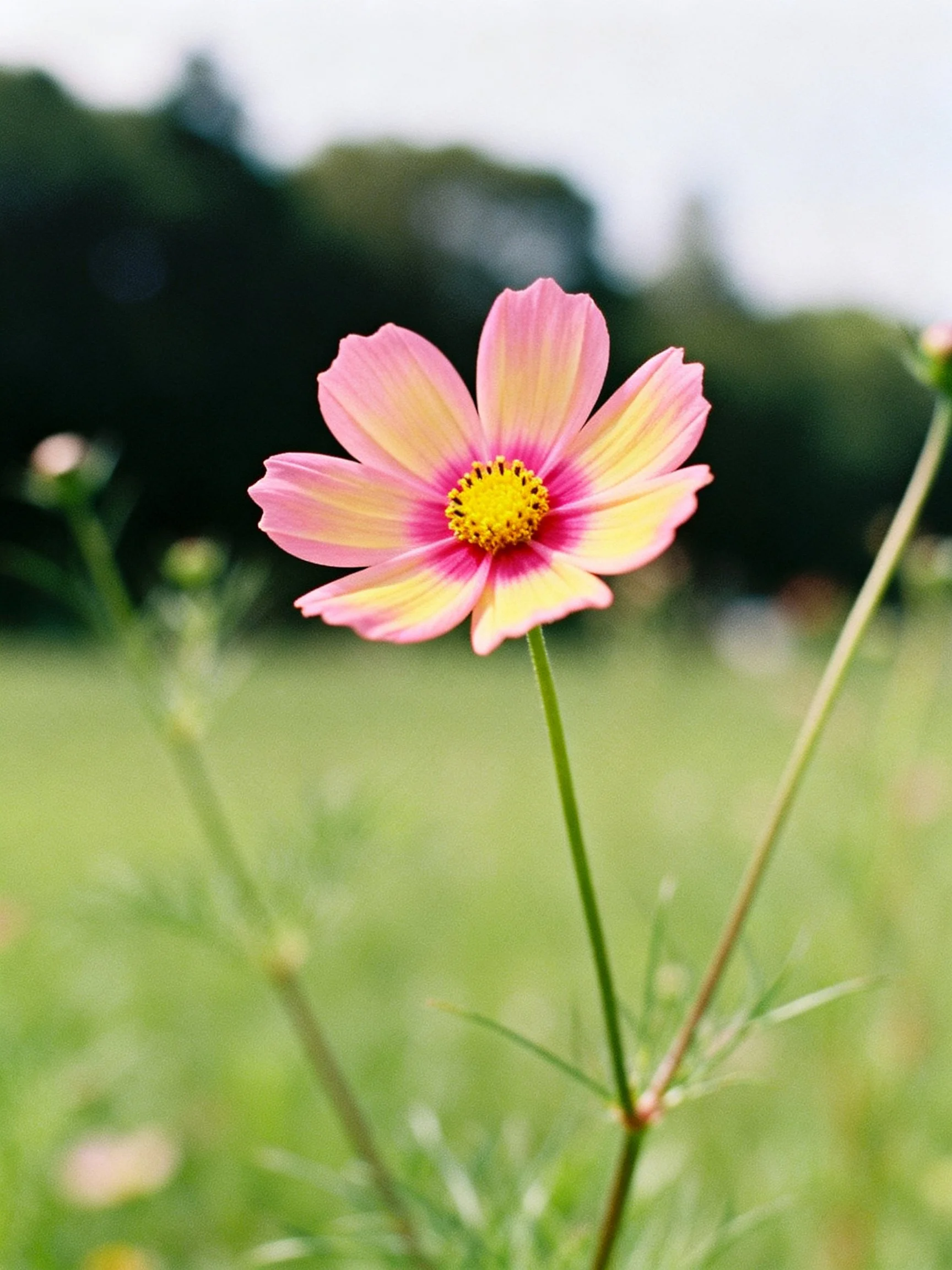 A pink and yellow cosmos flower centered in a blurred green meadow