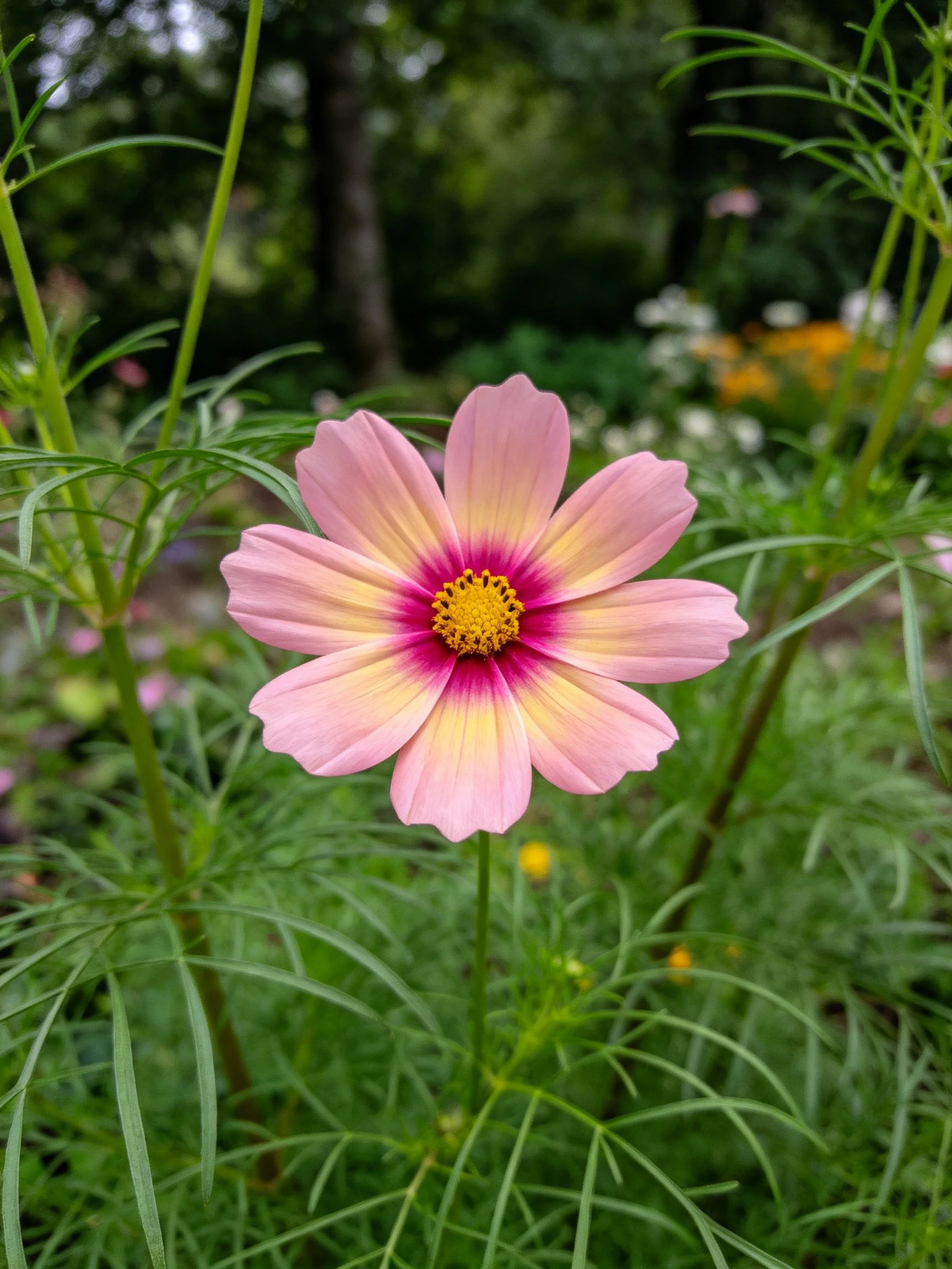 A pink and yellow cosmos flower with a magenta center amidst green foliage