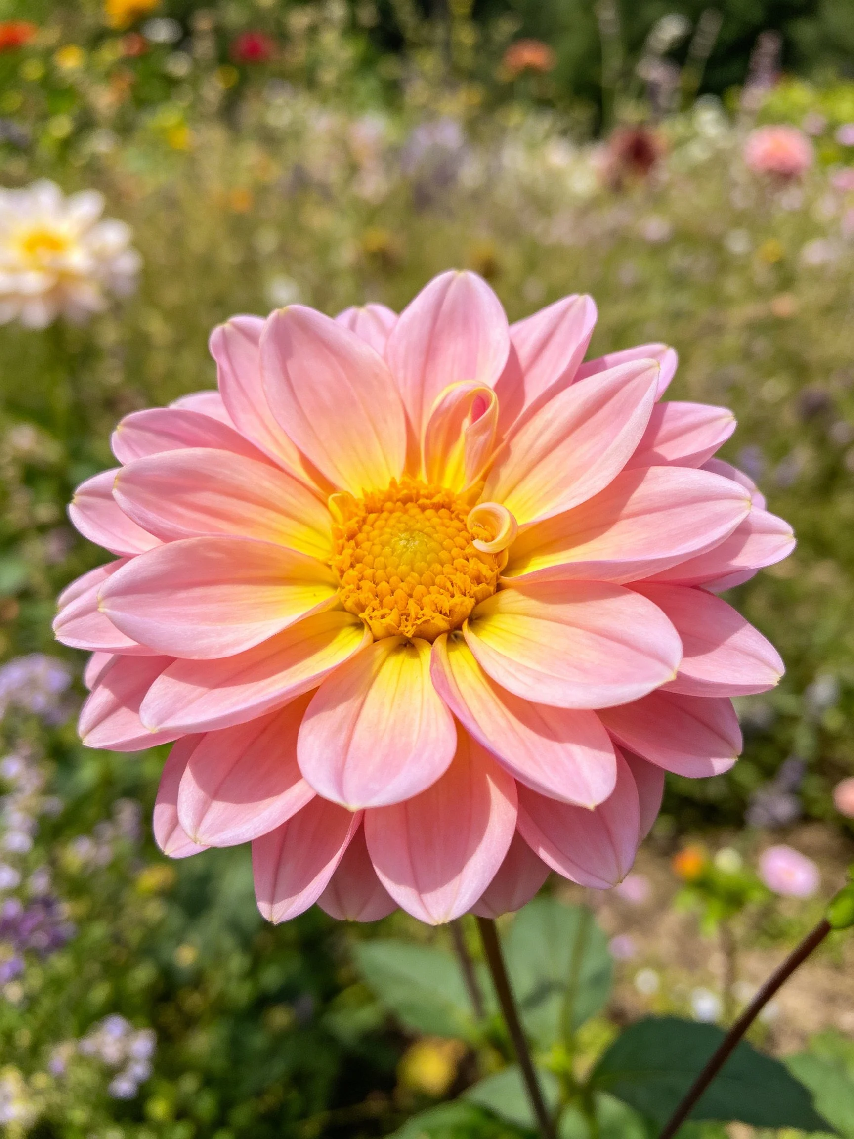A pink and yellow dahlia blooms prominently in a sunlit garden