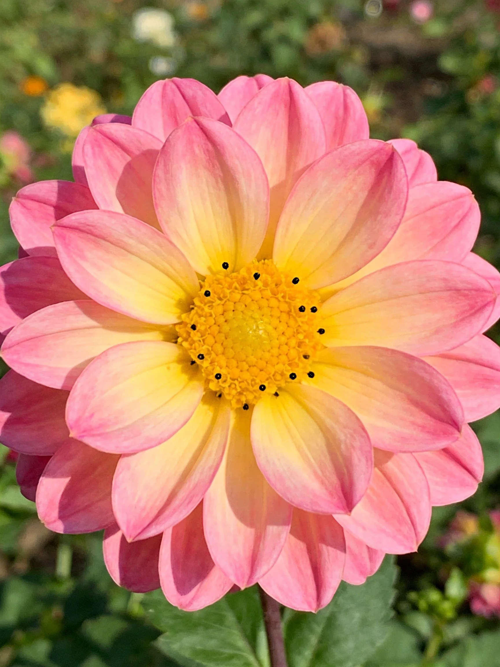 A pink and yellow dahlia with layered petals in a garden