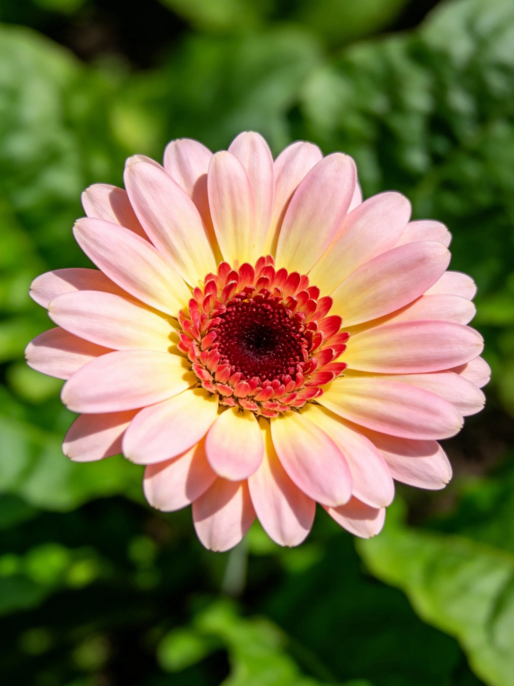 A pink and yellow gerbera daisy with a dark red center