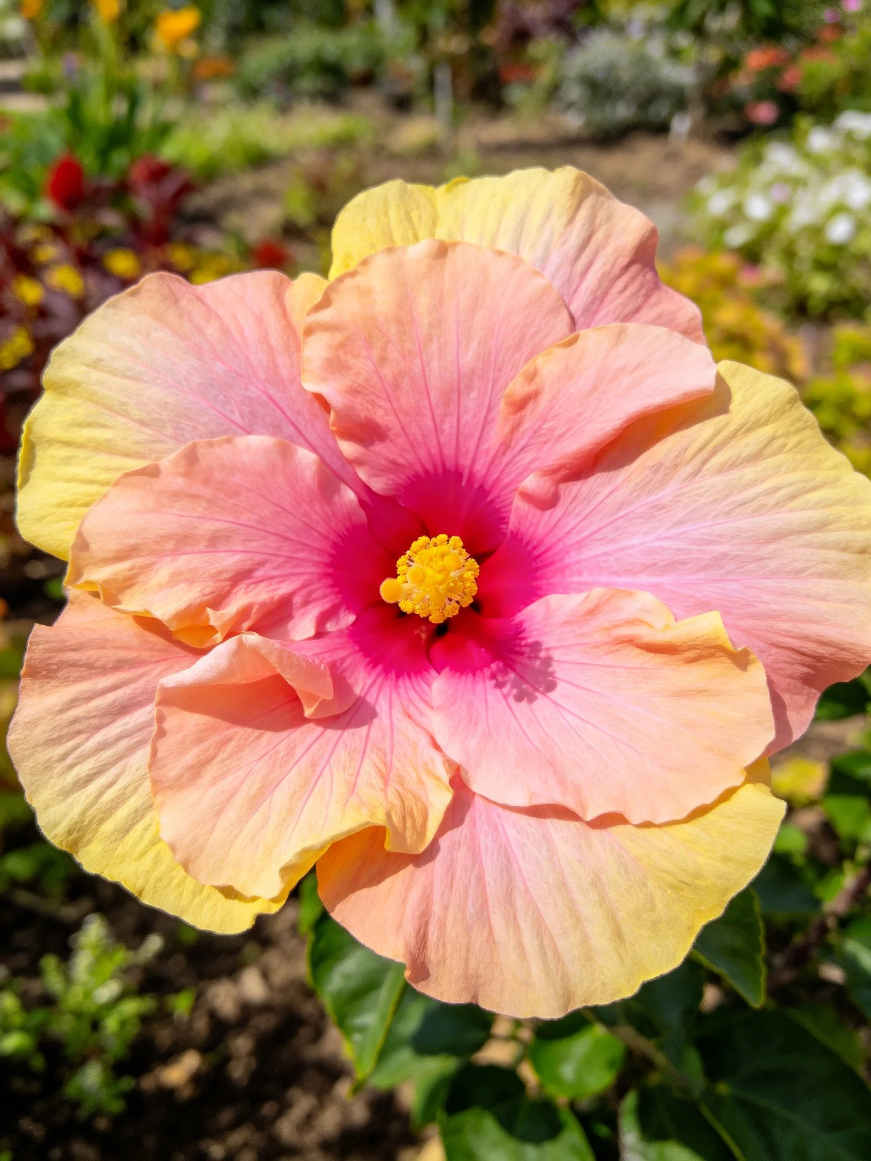 A pink and yellow layered hibiscus flower with vibrant center