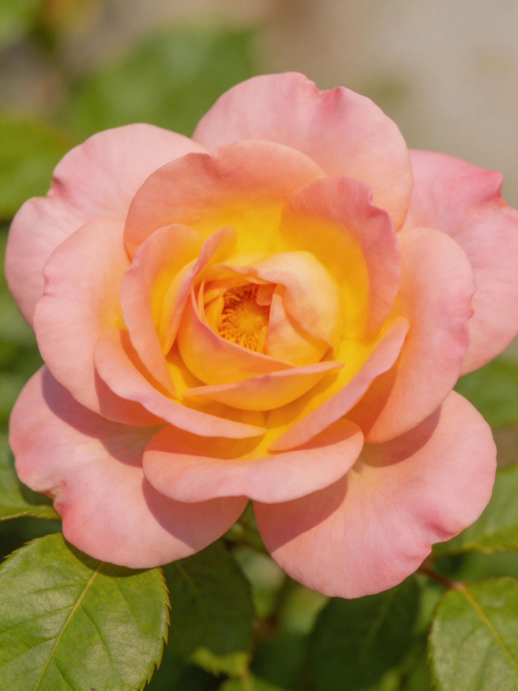 A pink and yellow rose with layered petals and green leaves