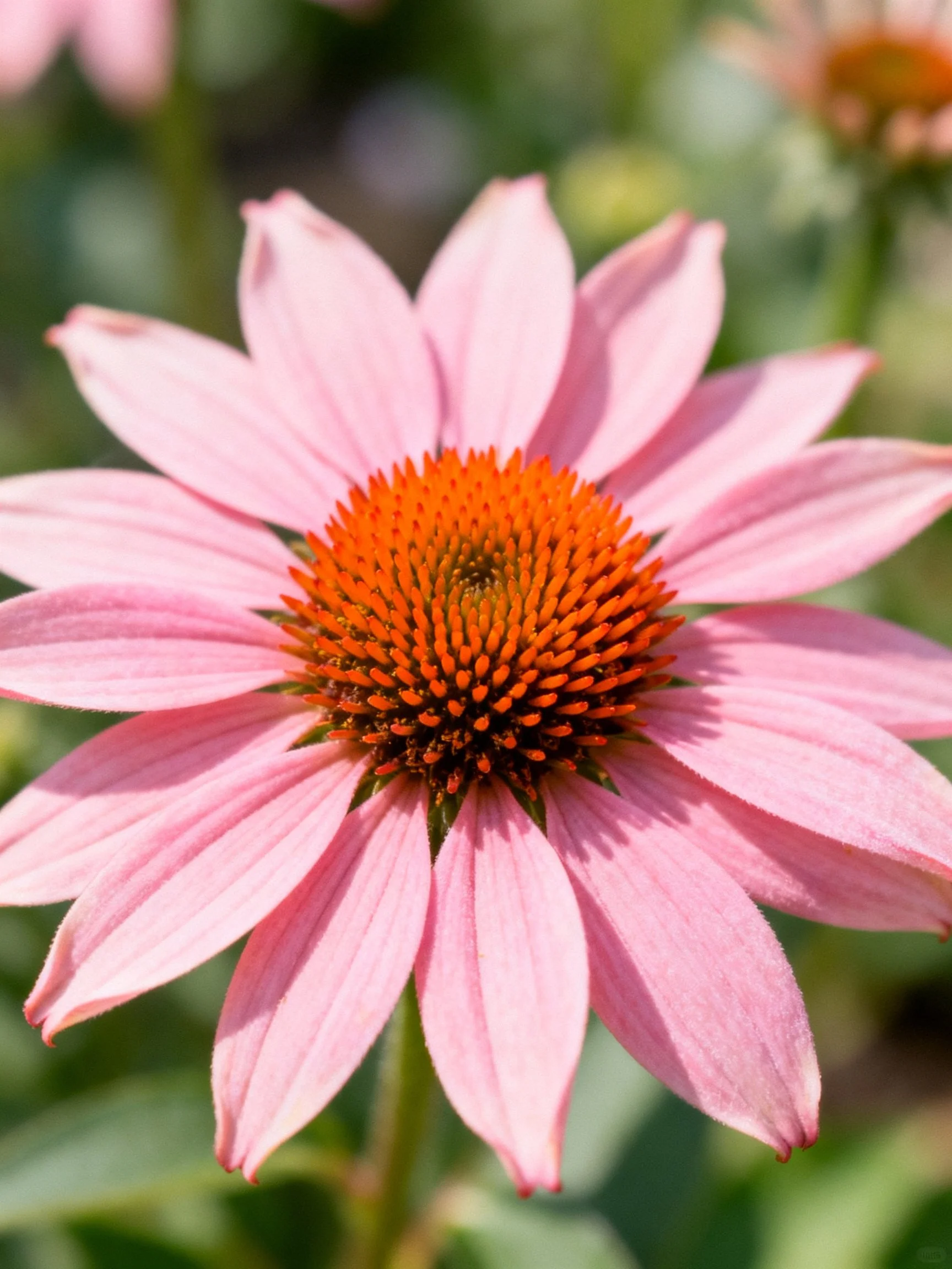 A pink coneflower with a vibrant orange central cone