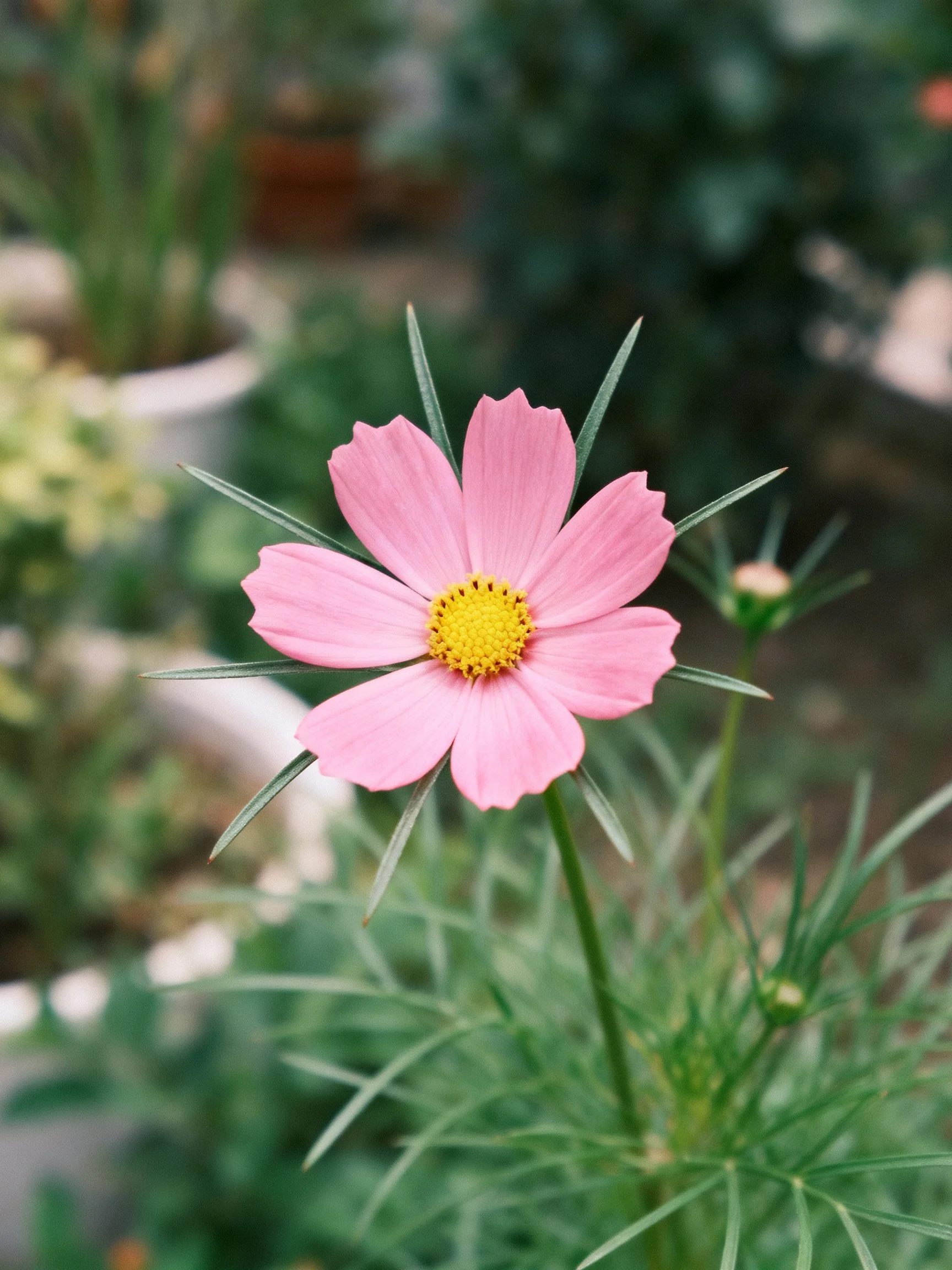 A pink cosmos flower with yellow center among greenery
