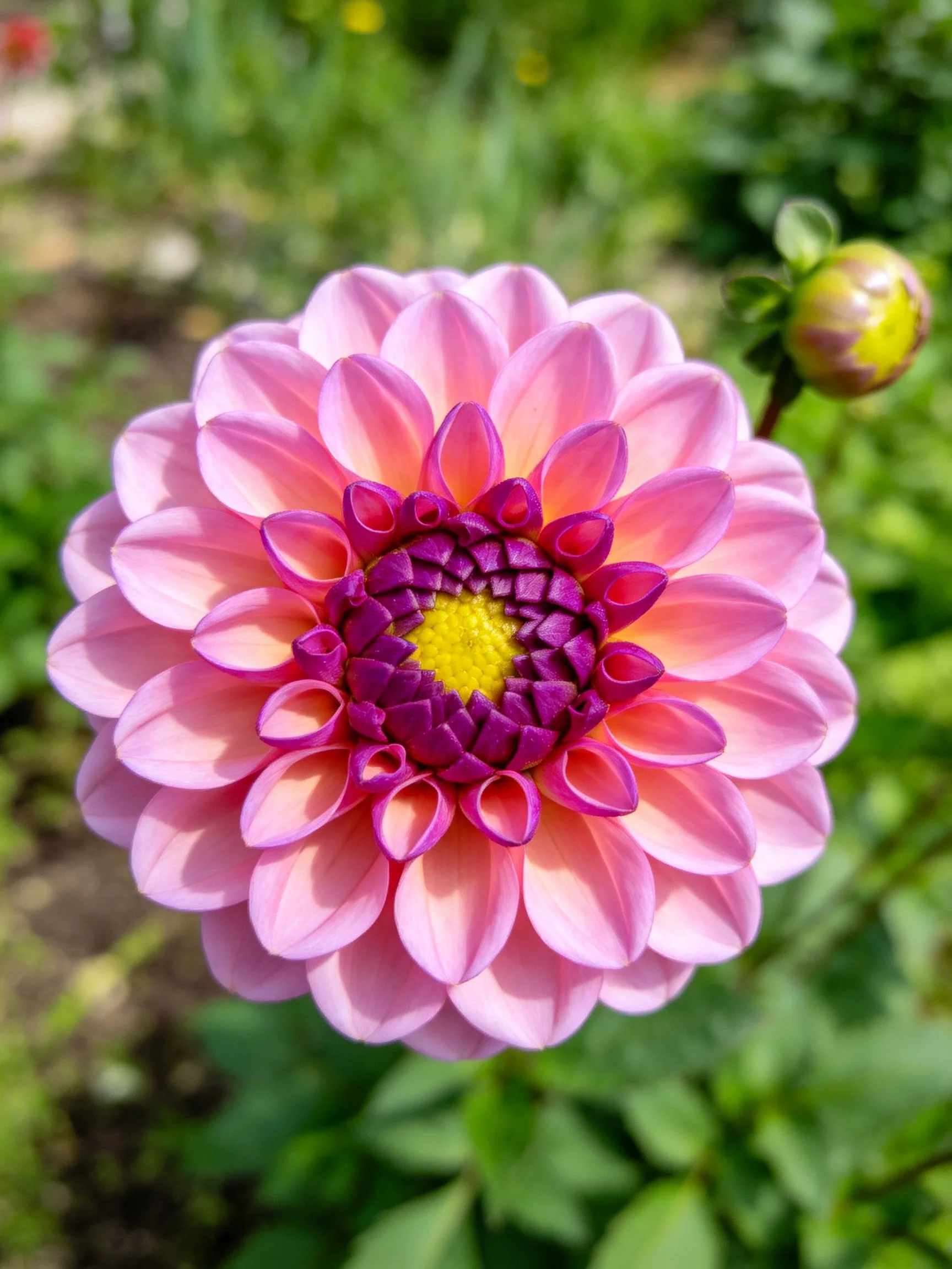 A pink dahlia with layered petals and vibrant central hues