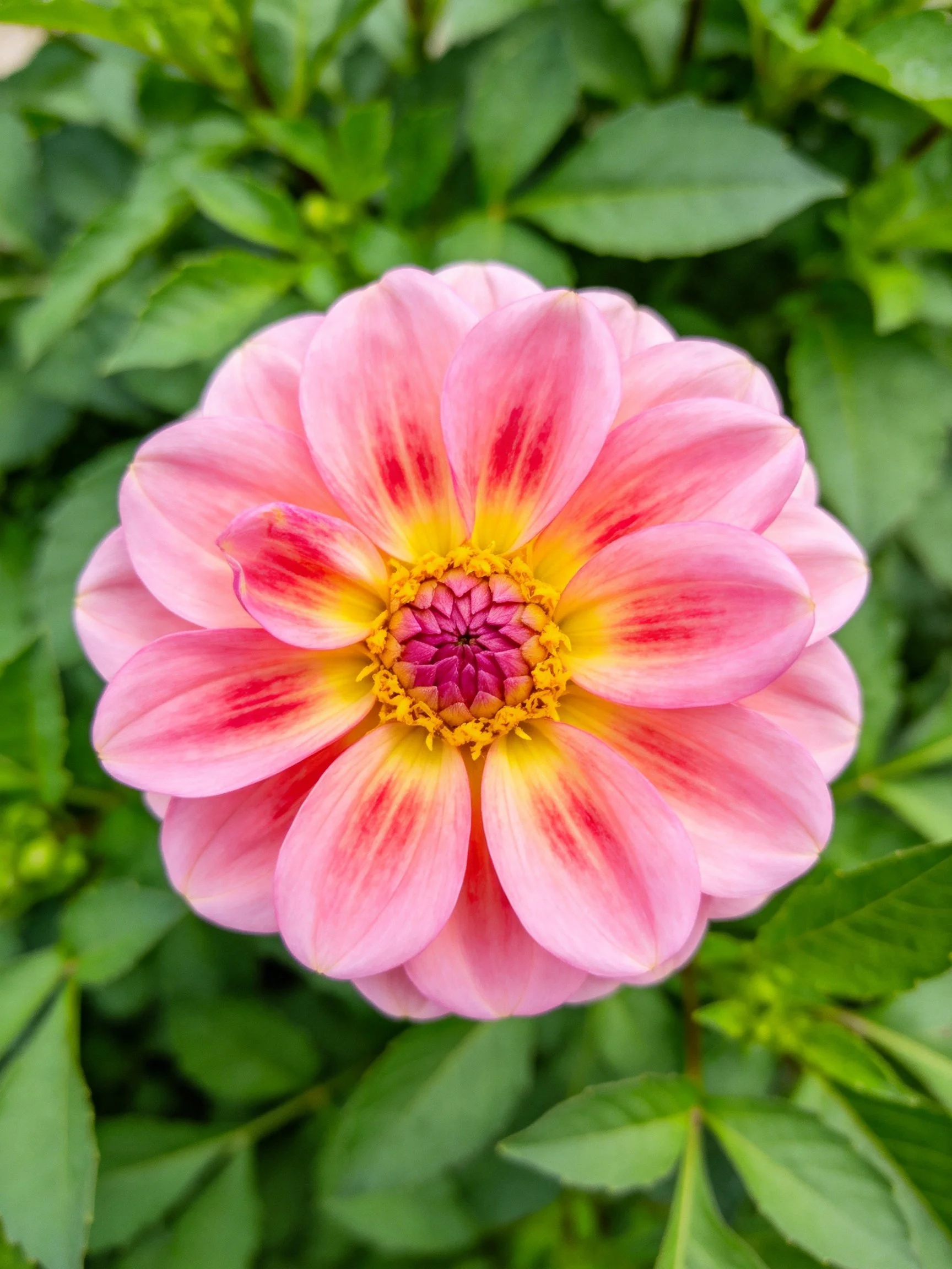 A pink dahlia with red streaks and yellow center amid green foliage