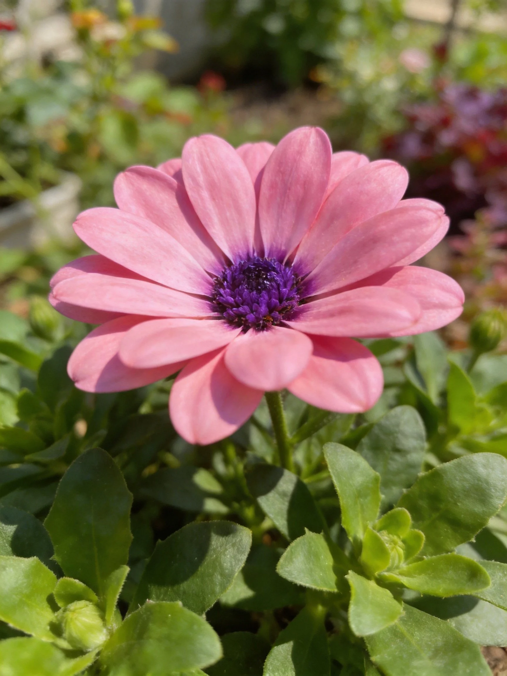 A pink daisy with purple center among green foliage