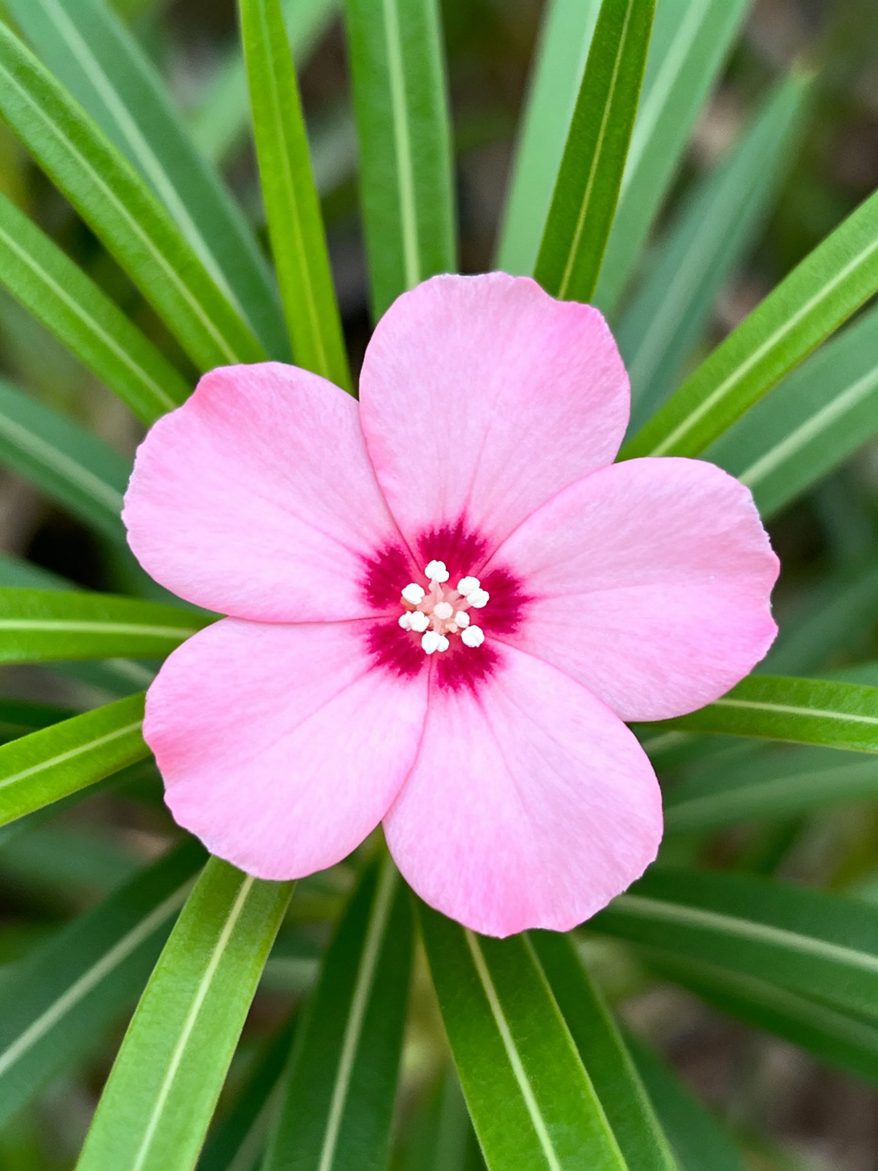 A pink five-petaled flower with a dark center among green foliage