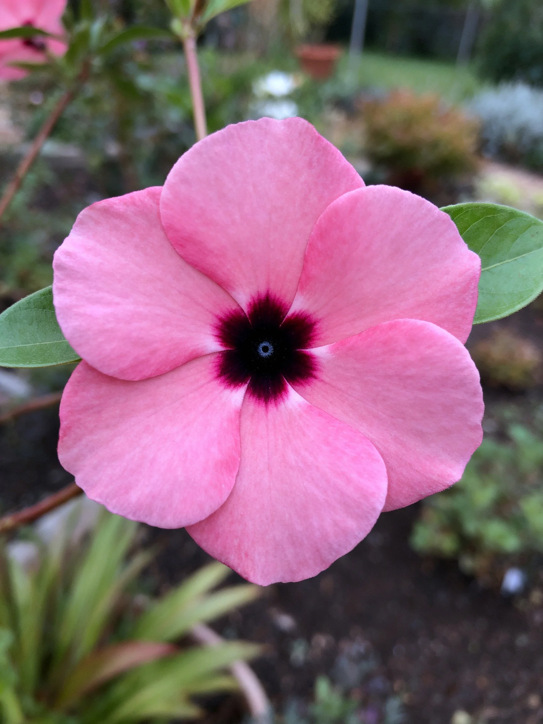 A pink flower with five petals and dark center in a garden
