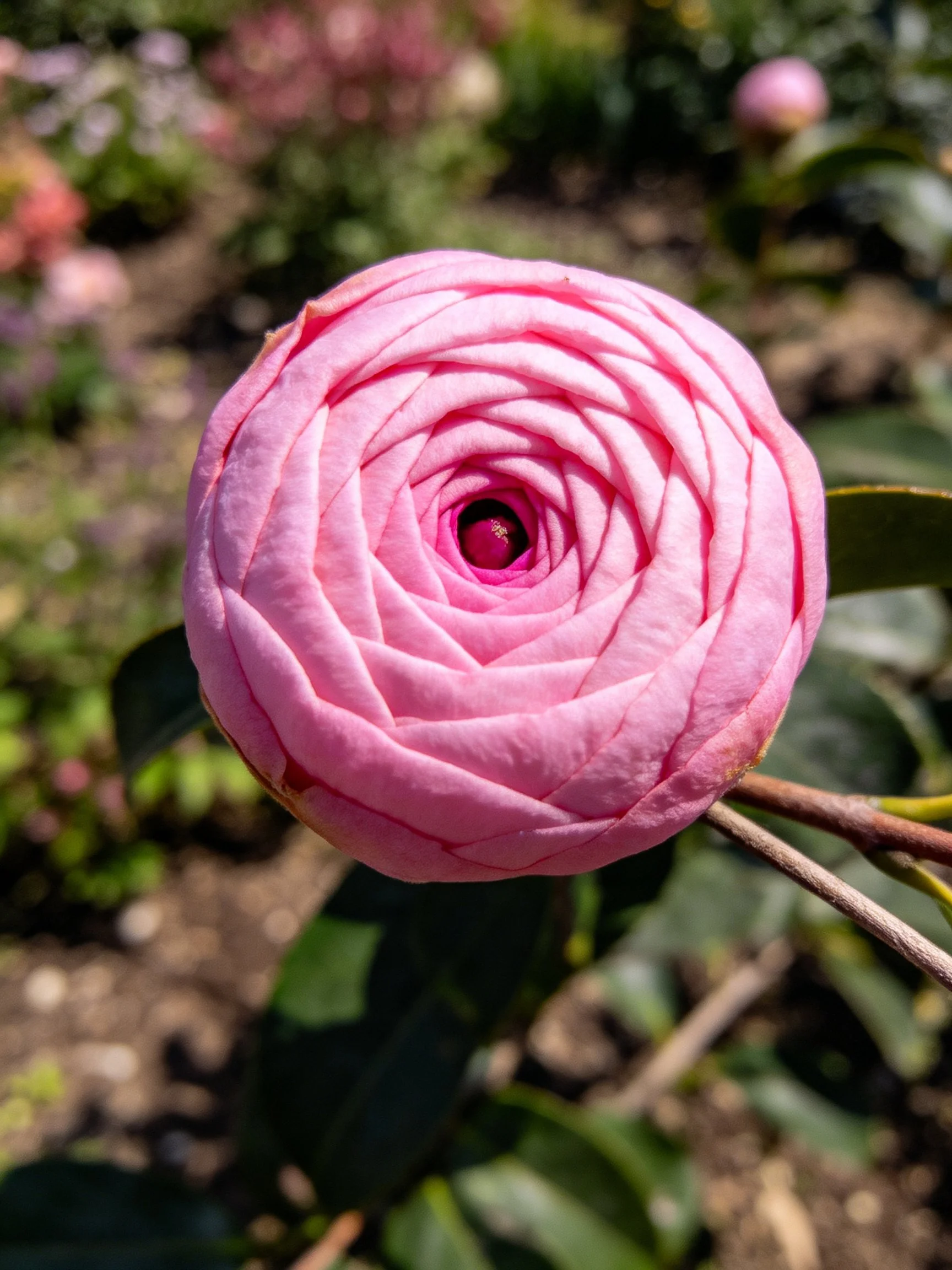 A pink flower with layered petals in a garden