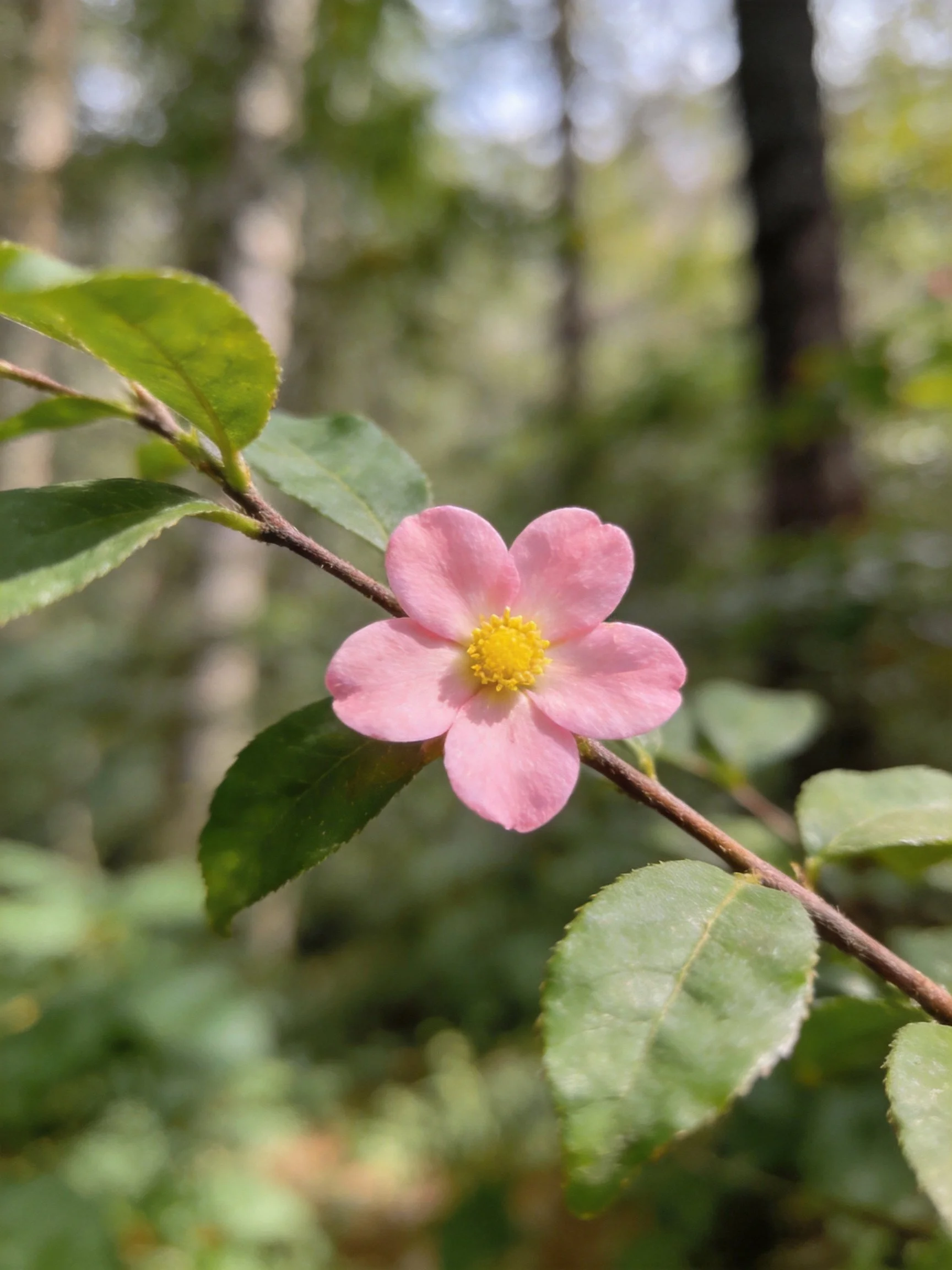 A pink flower with yellow center blooms on a branch near green leaves in a forest