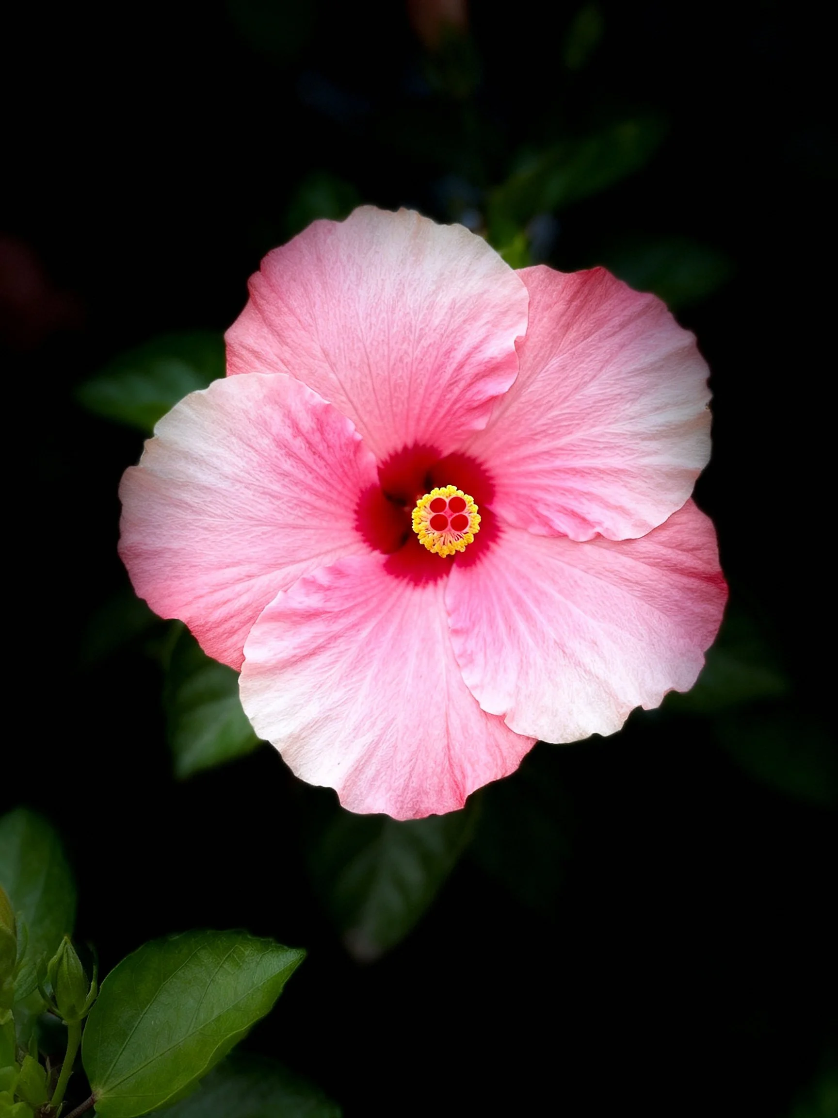 A pink hibiscus flower with red center and gradient petals