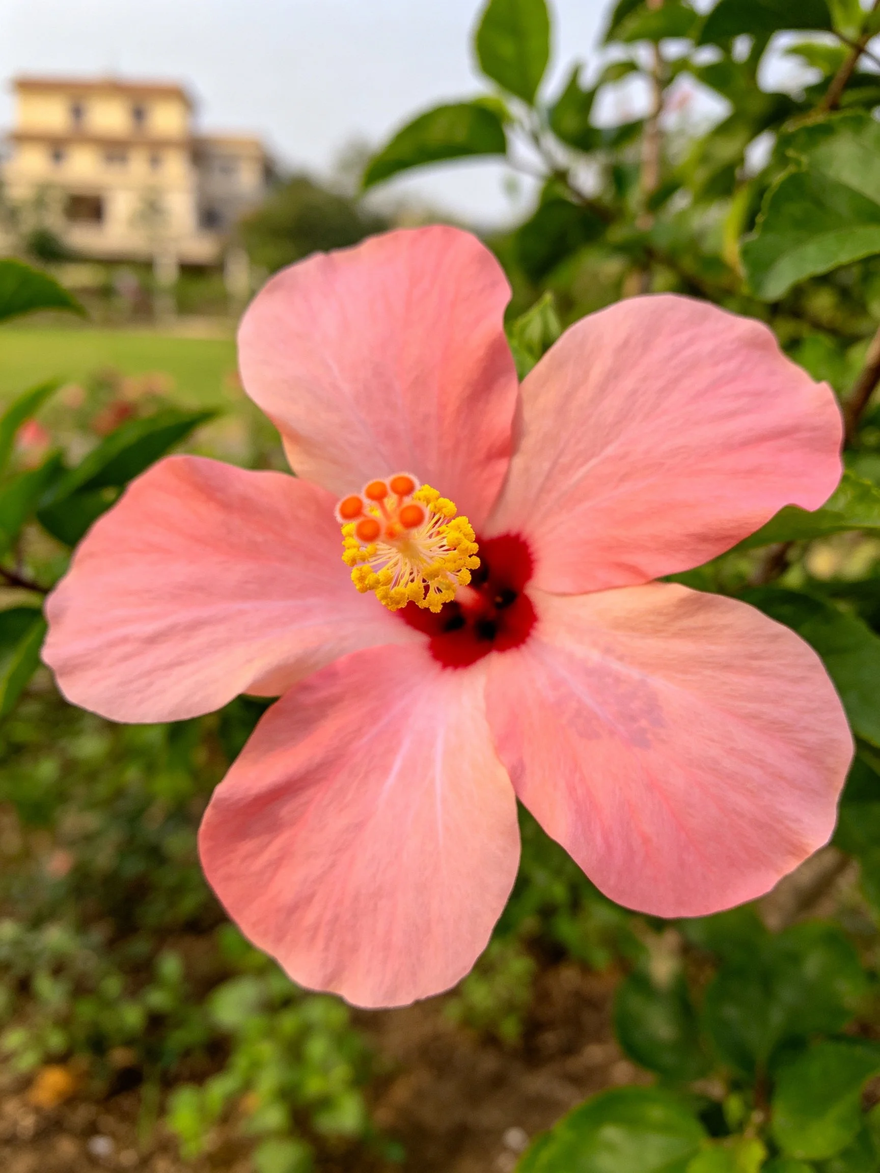 A pink hibiscus flower with red center and green foliage