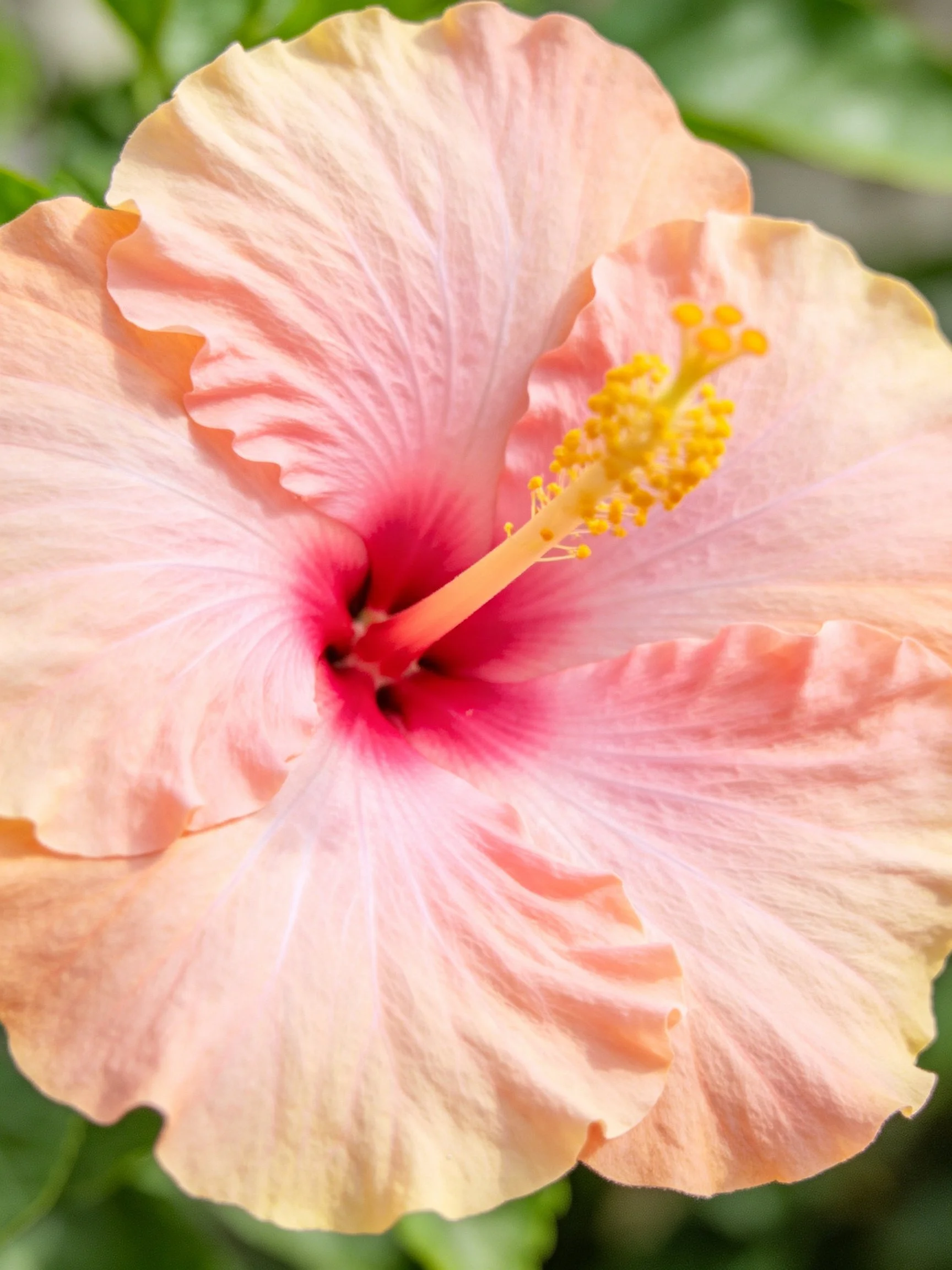 A pink hibiscus flower with red center and yellow stamens