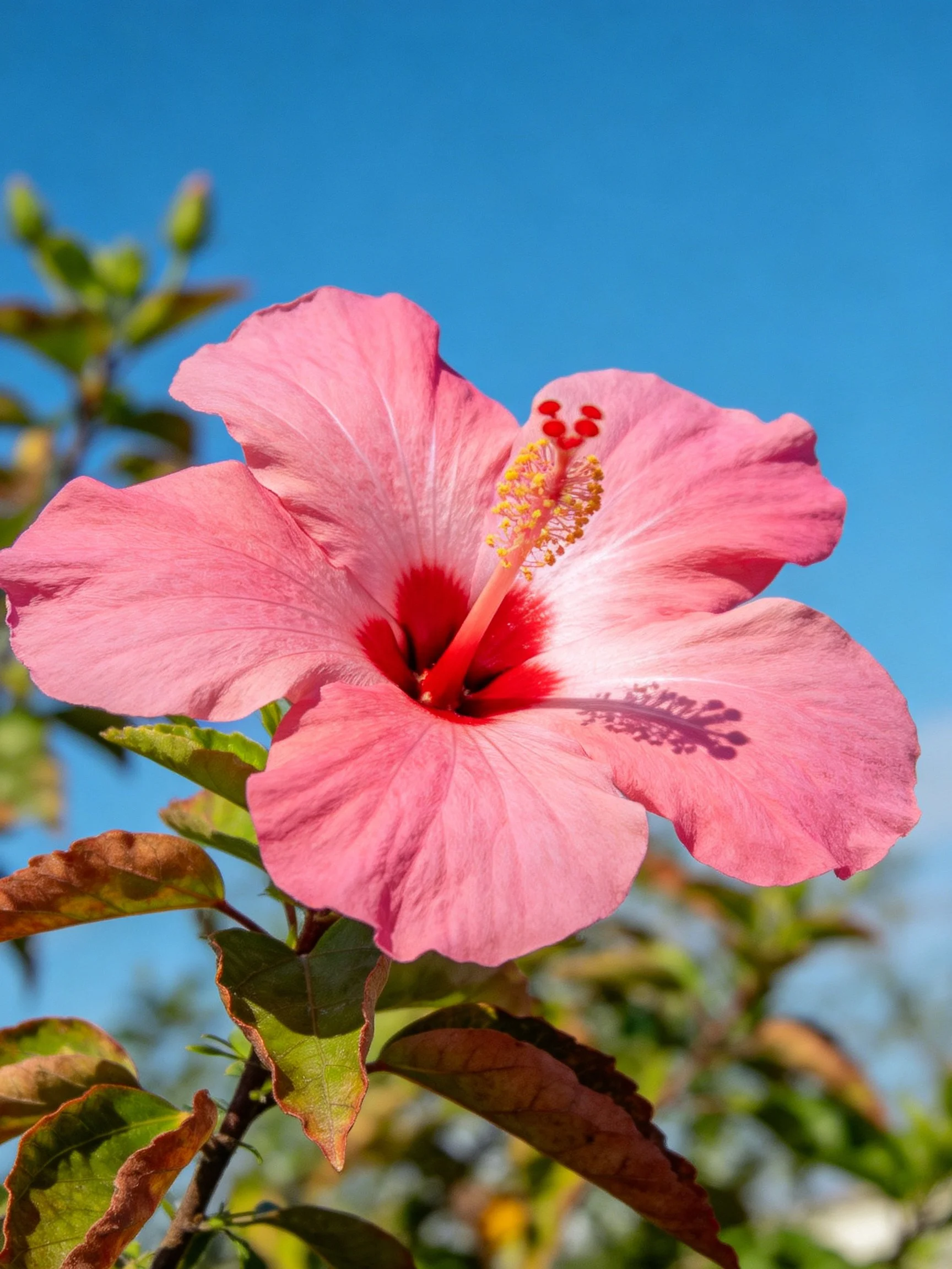 A pink hibiscus with red center blooms under a clear blue sky