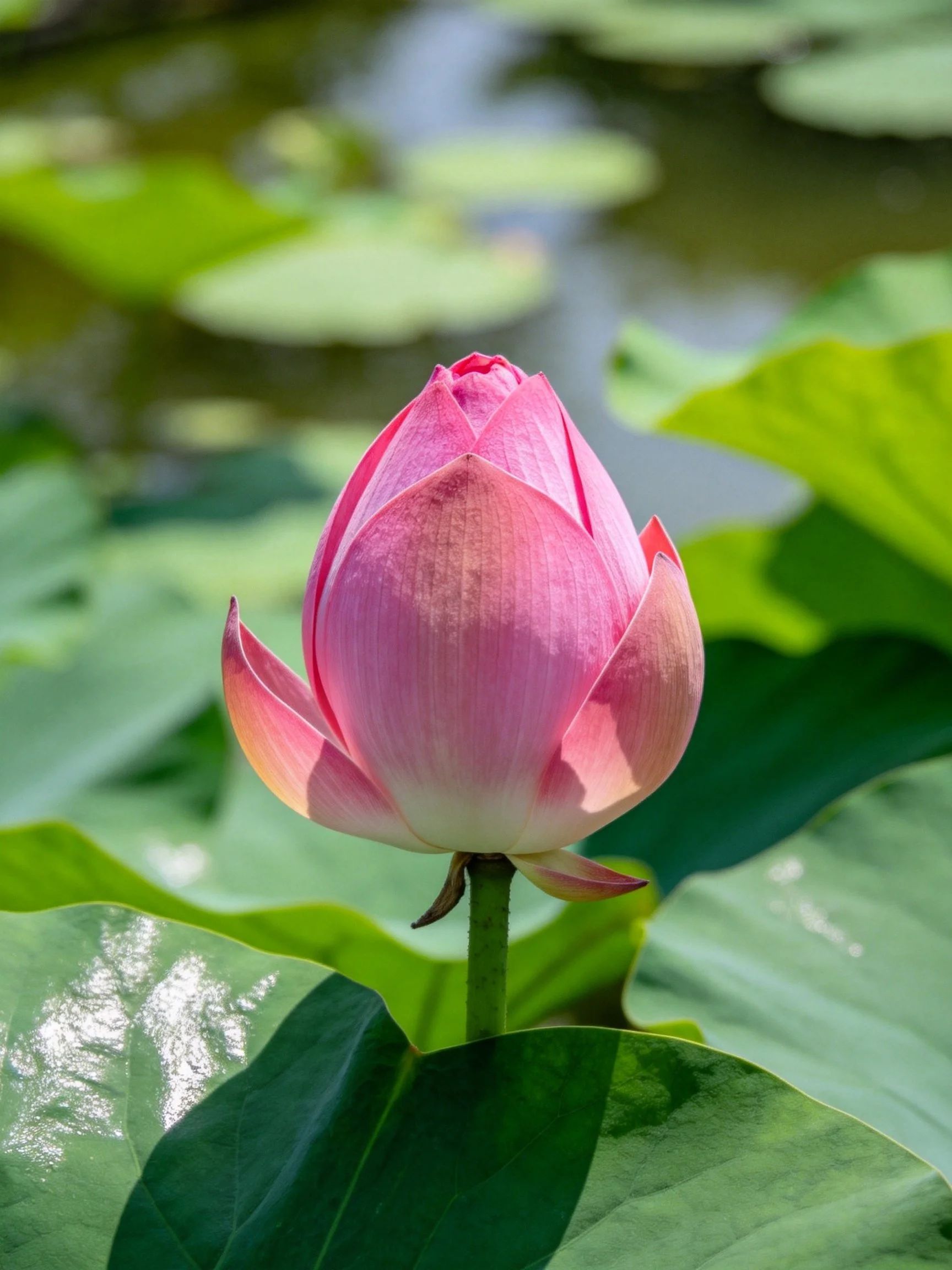 A pink lotus bud amidst vibrant green water lilies