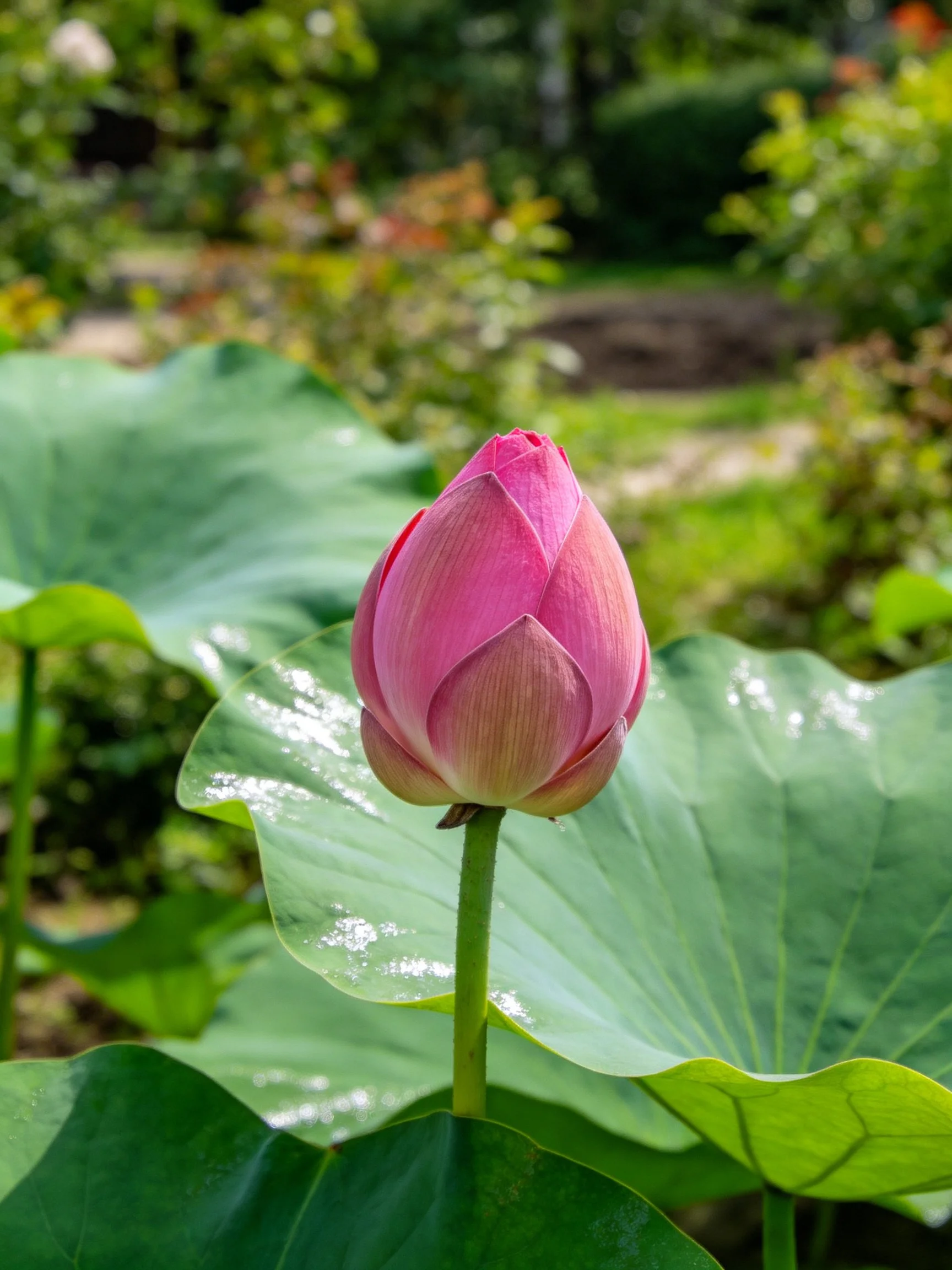 A pink lotus bud among broad green leaves
