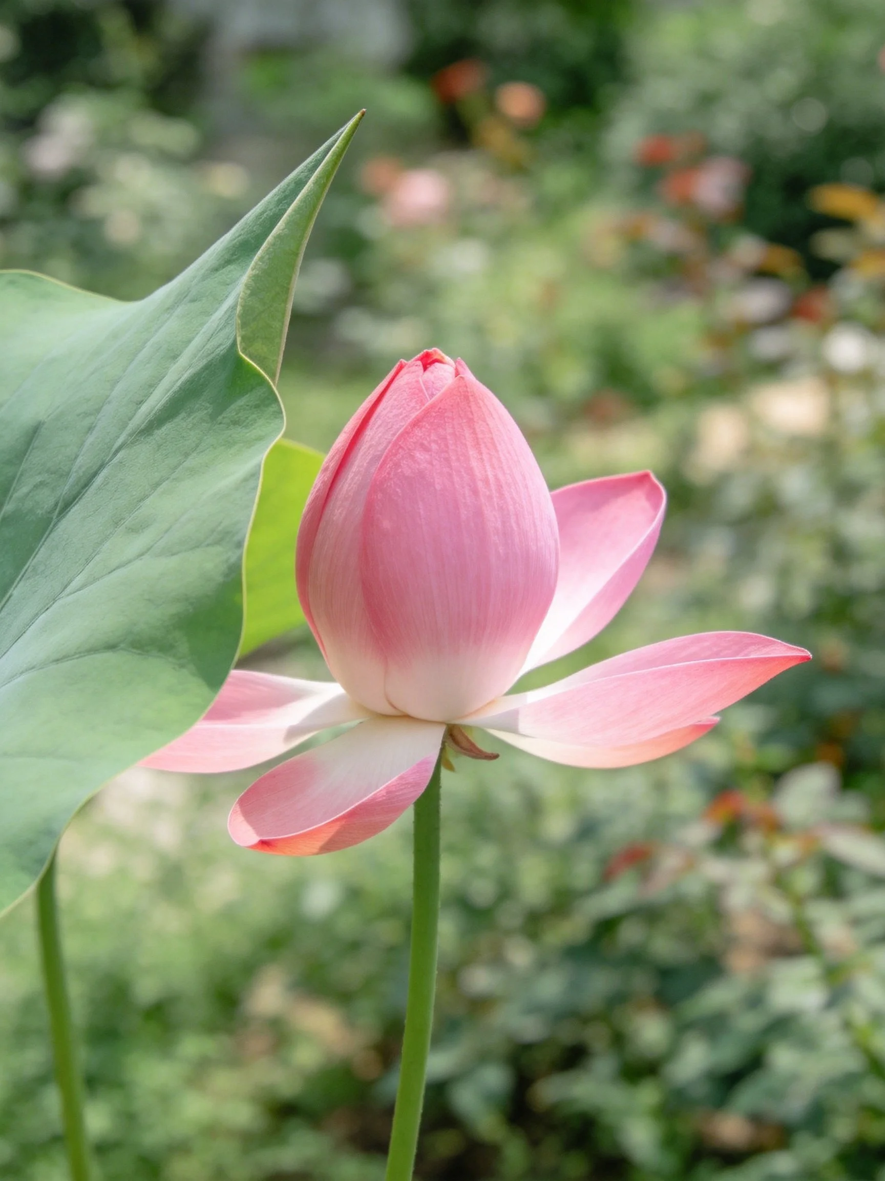 A pink lotus bud near large green leaves in a garden