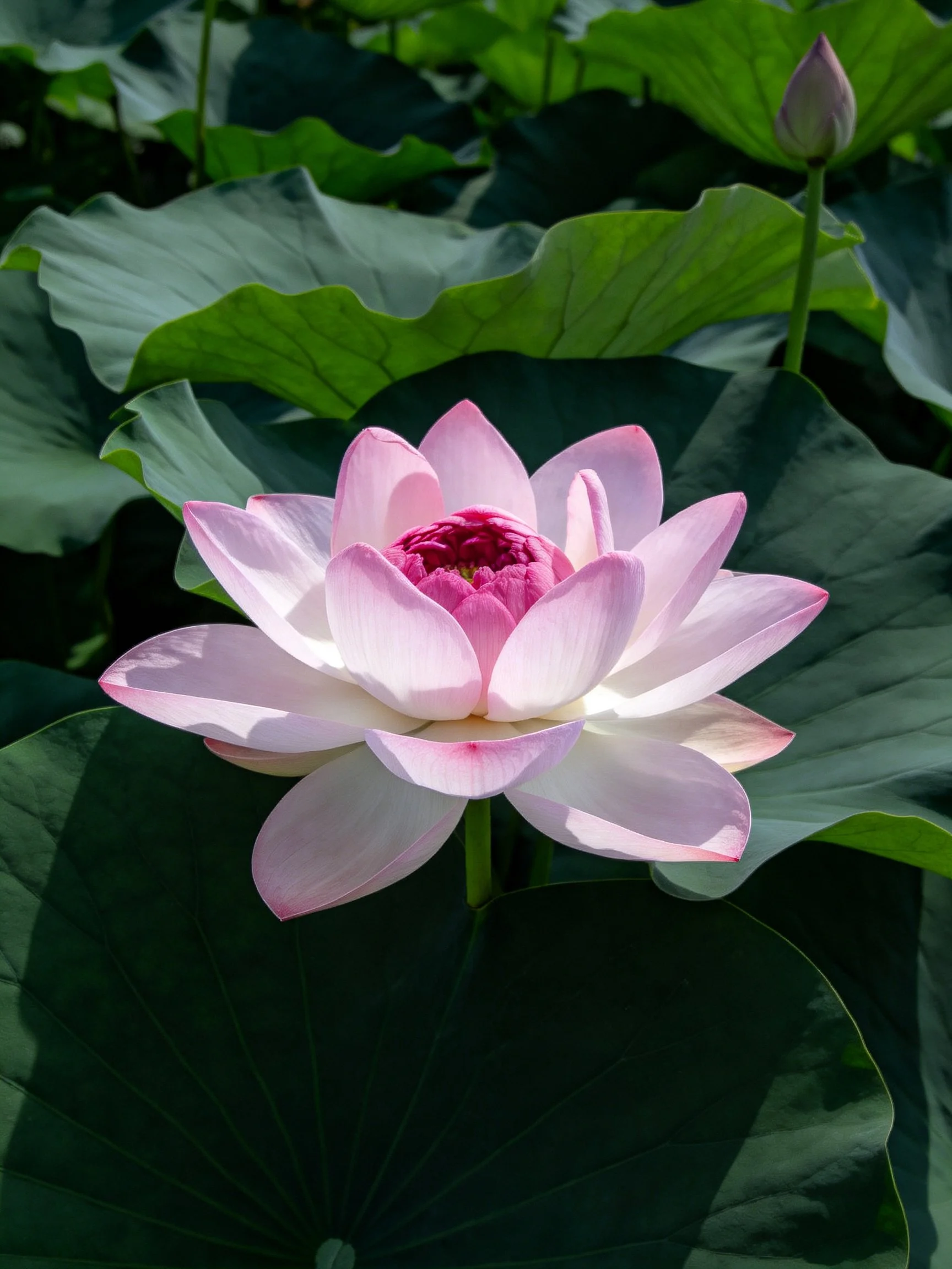 A pink lotus flower blooms among large green leaves with a bud nearby