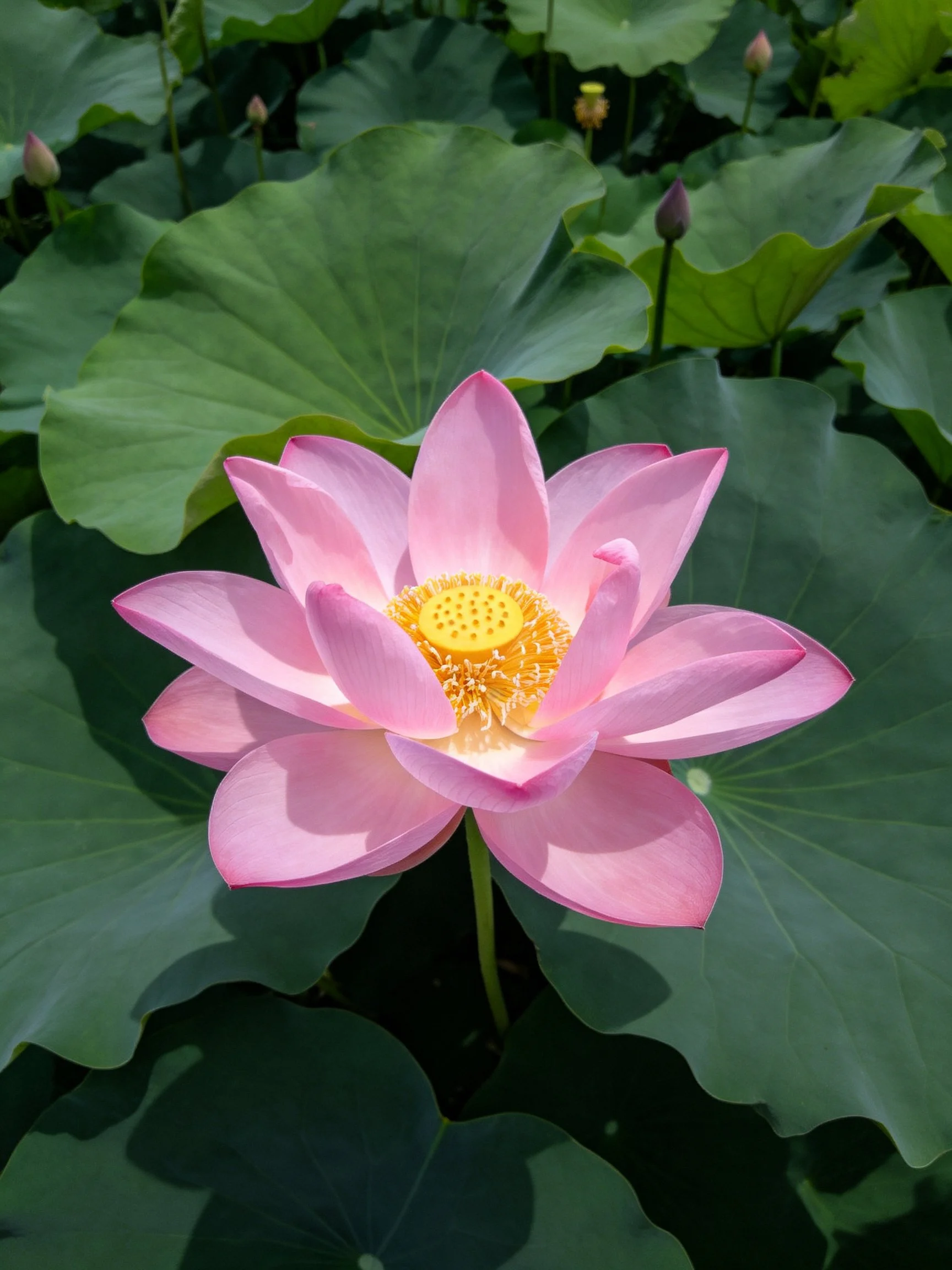 A pink lotus flower centered among large green leaves