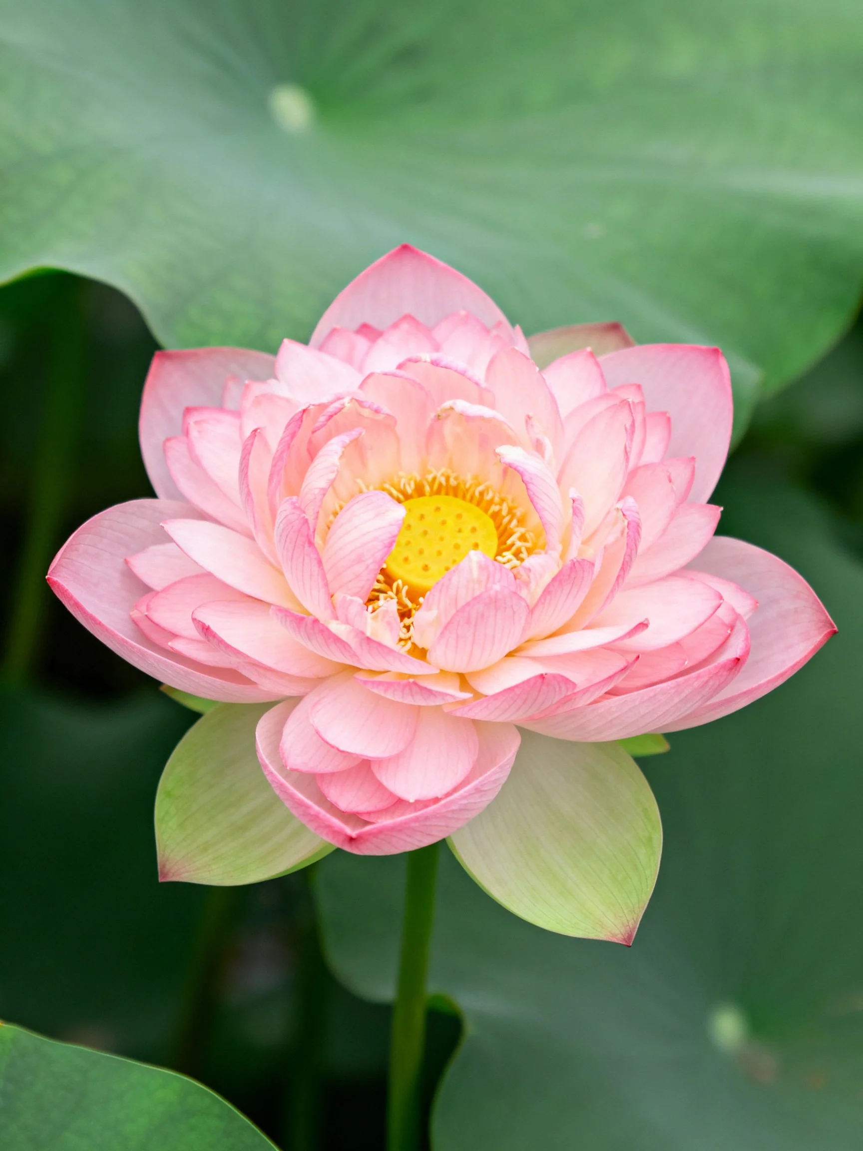 A pink lotus flower with layered petals and green foliage