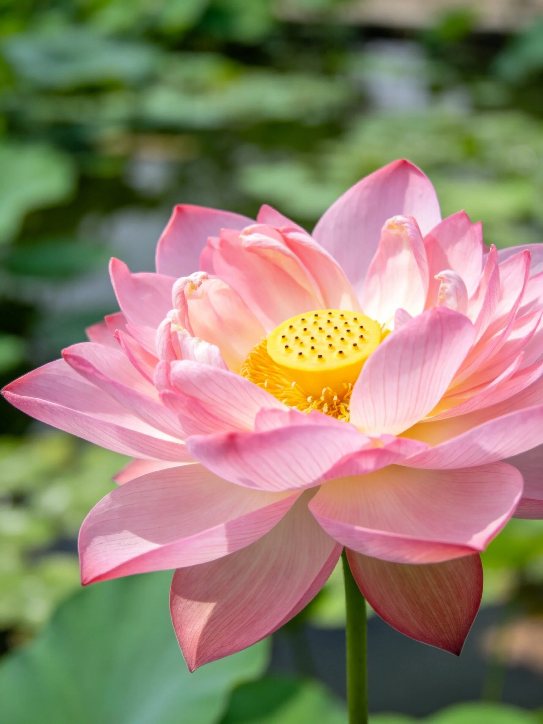 A pink lotus flower with yellow center in bloom