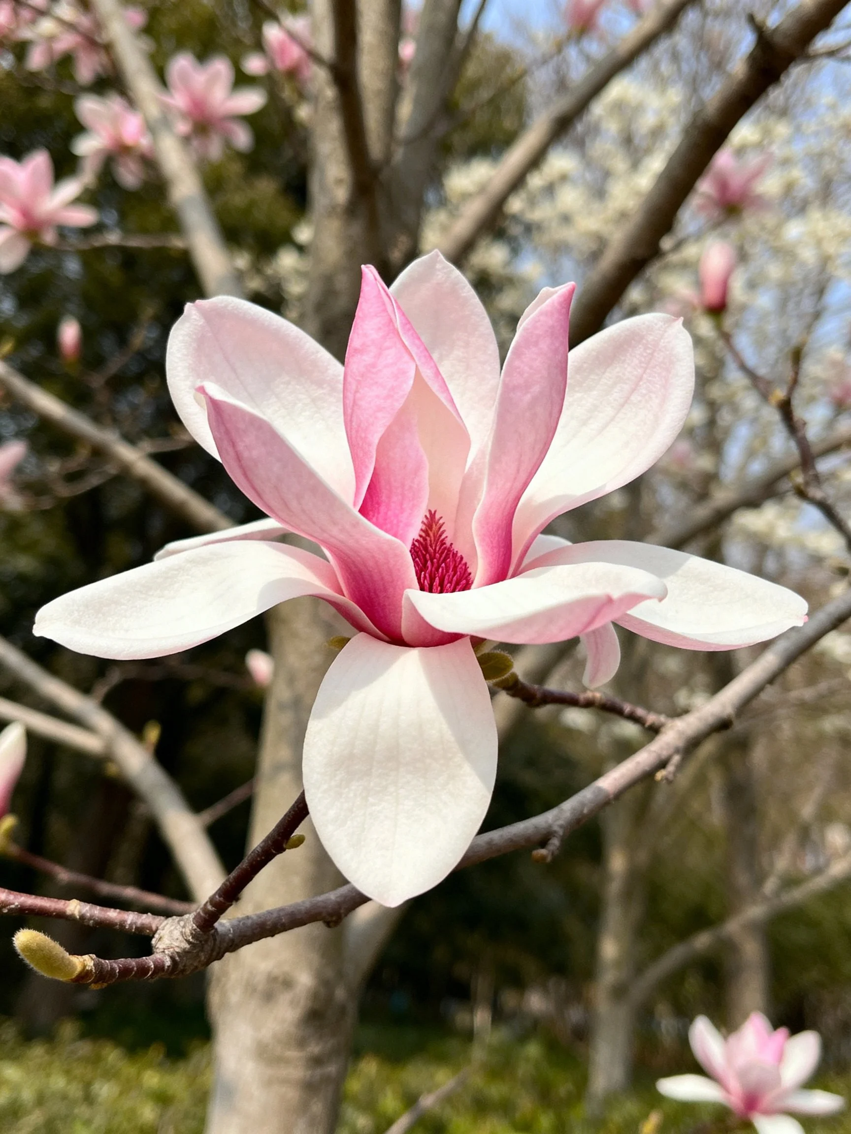 A pink magnolia flower with white petals and pink center