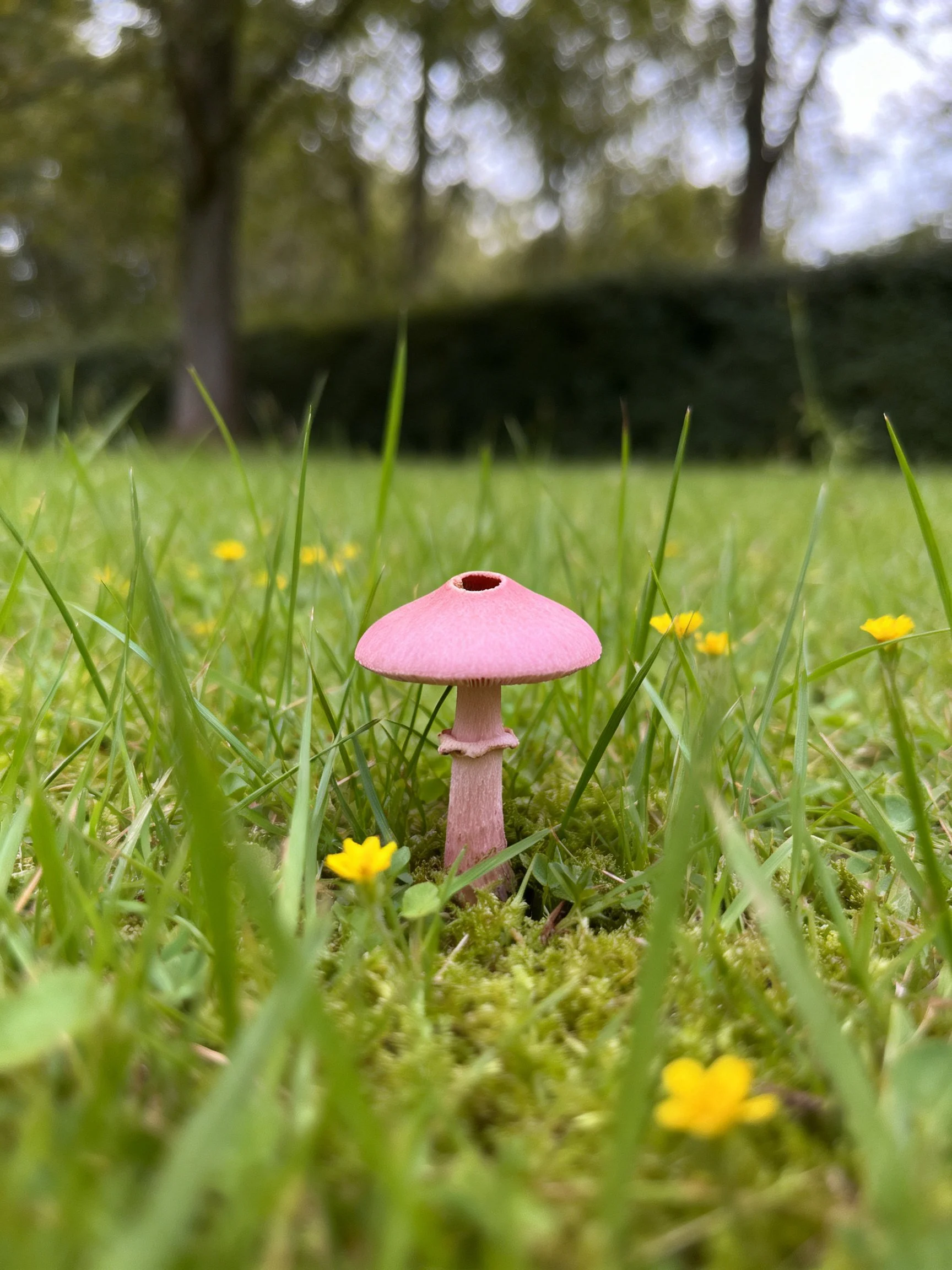 A pink mushroom amid green grass and yellow wildflowers