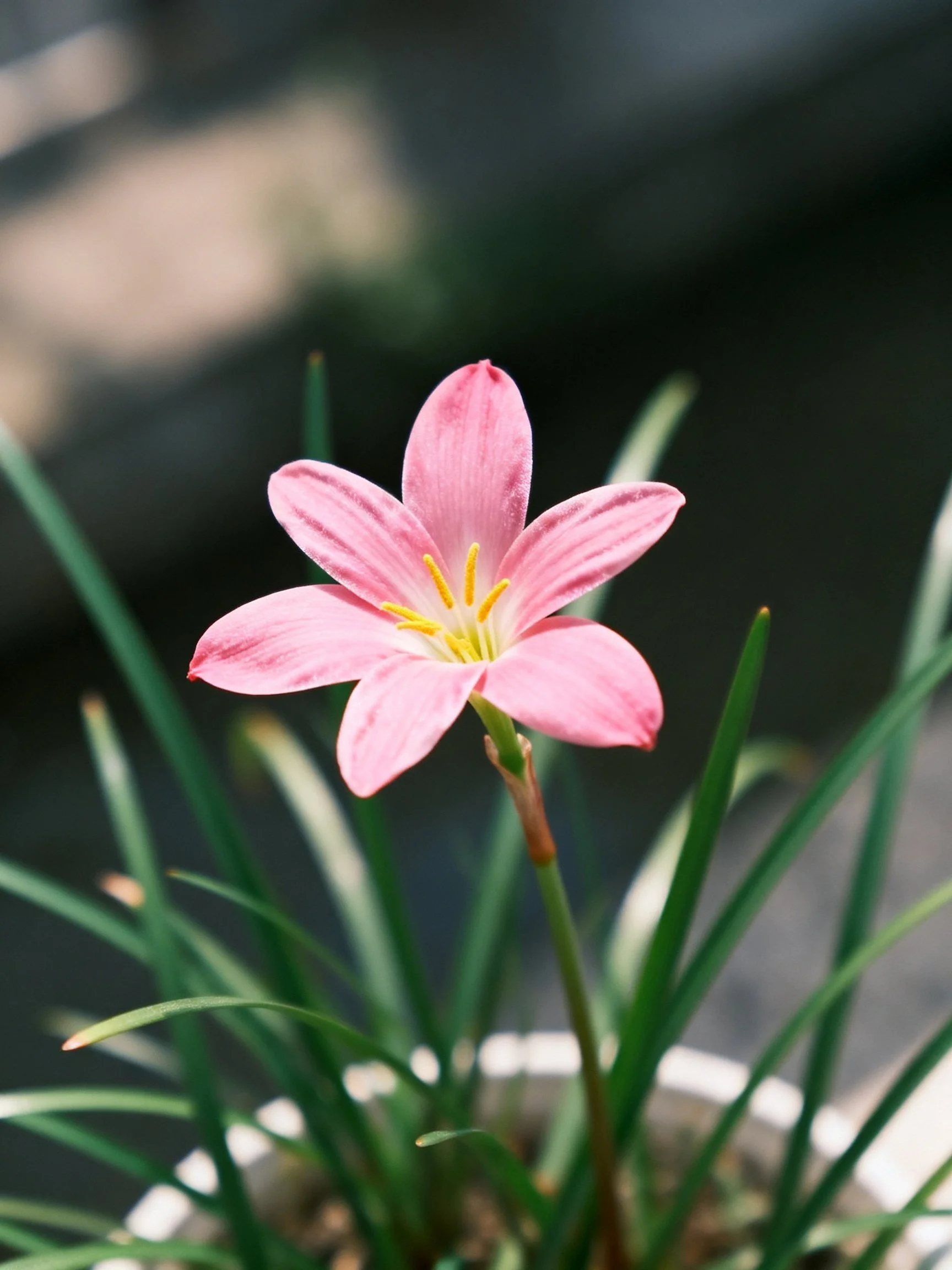 A pink rain lily with yellow stamens amid slender green leaves