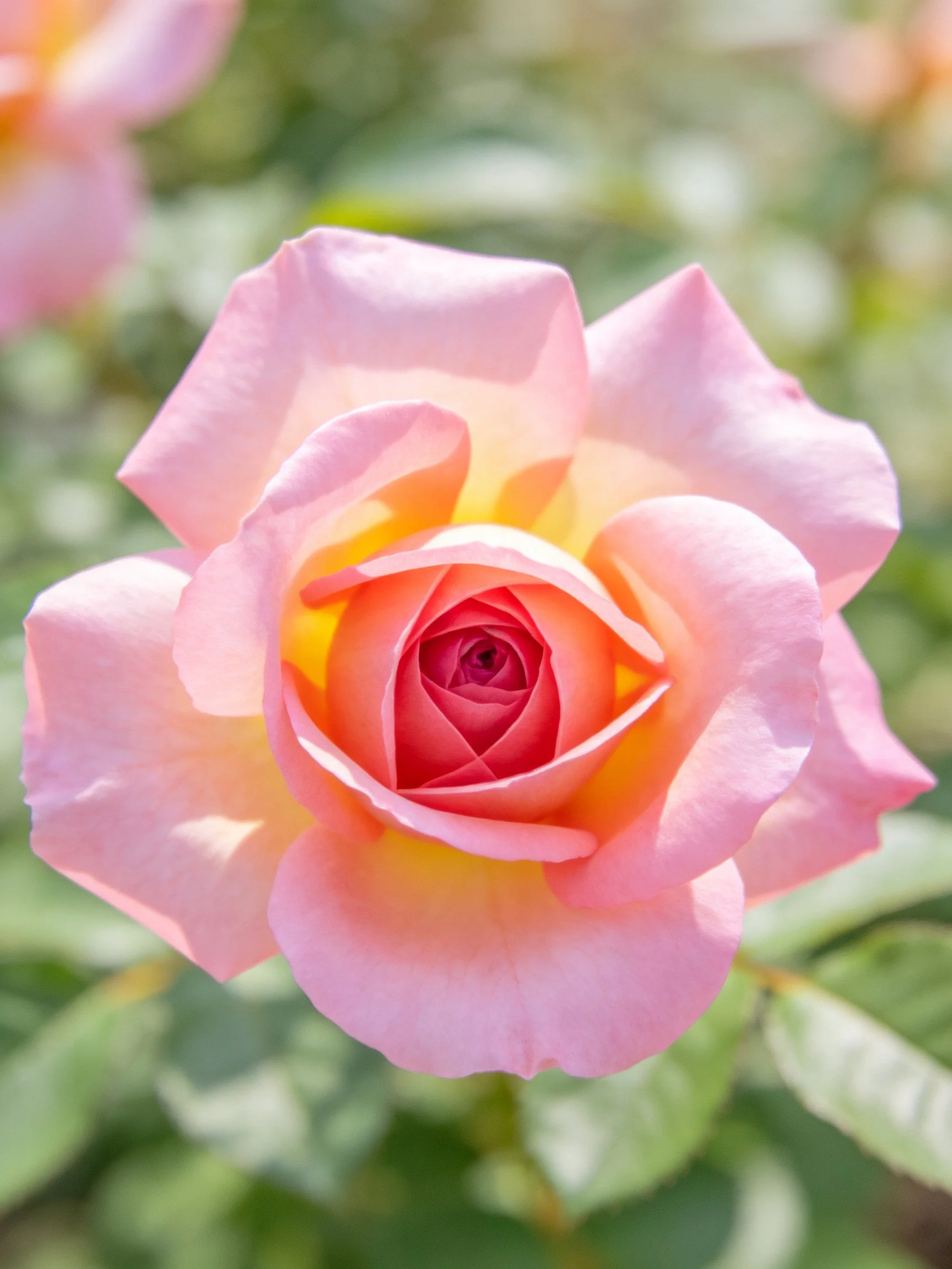 A pink rose with gradient petals and vibrant center