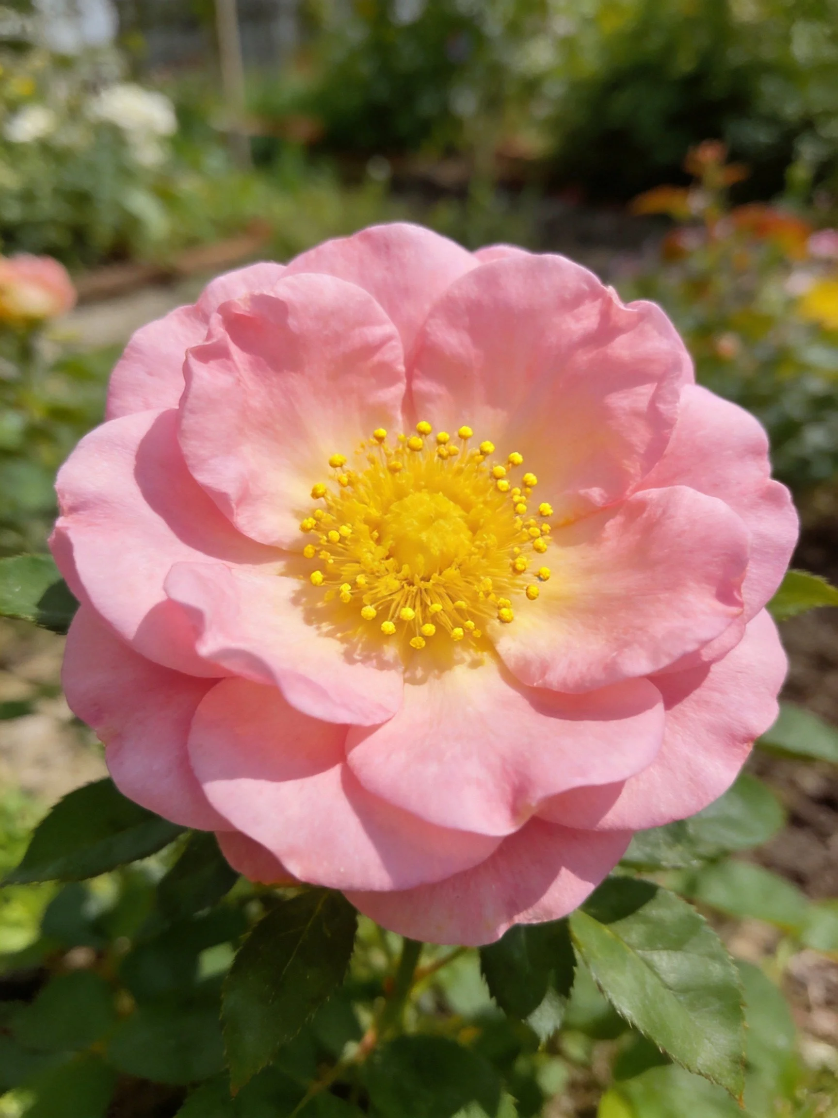 A pink rose with layered petals and yellow center