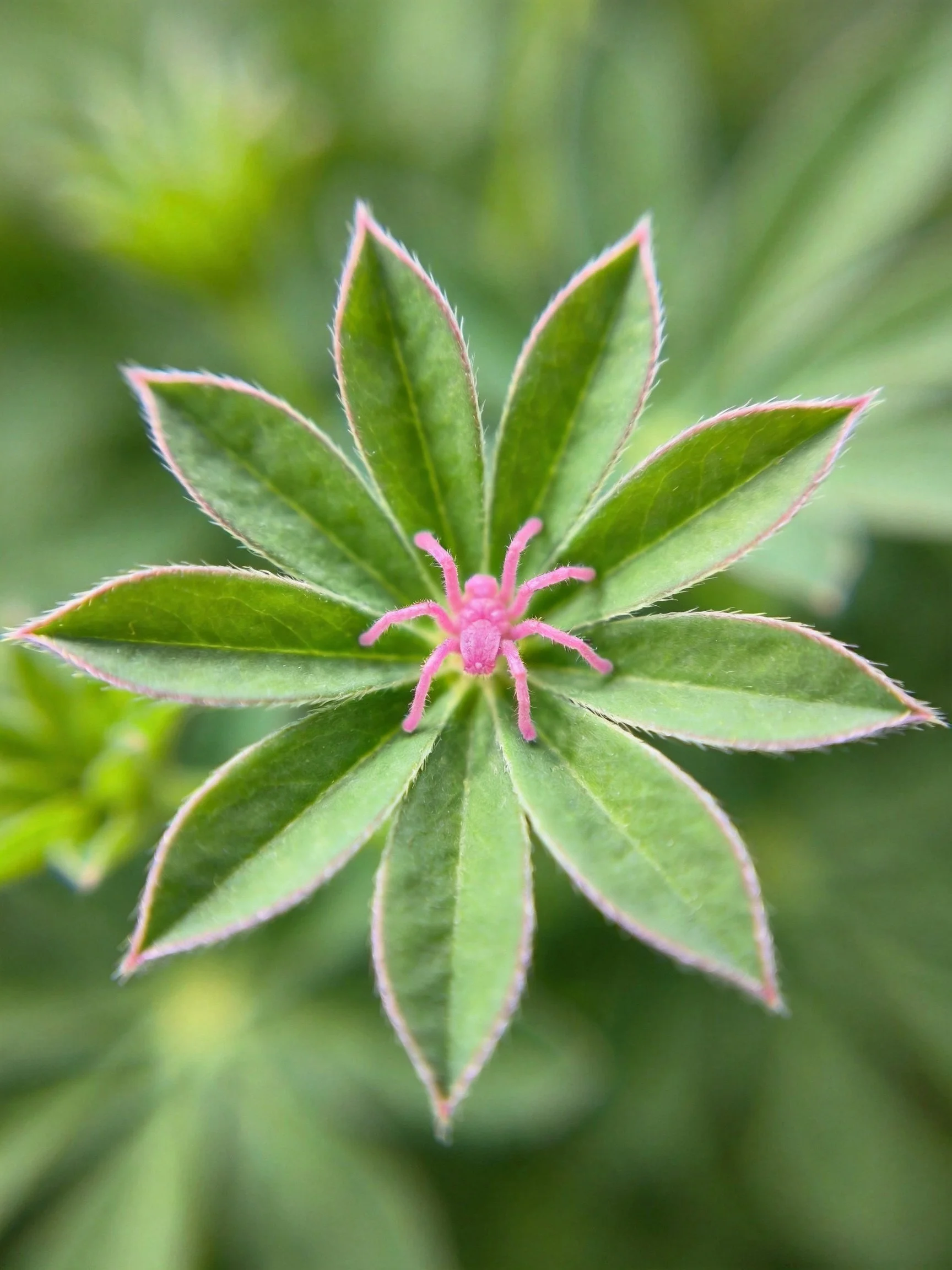 A pink spider on star - shaped green leaves