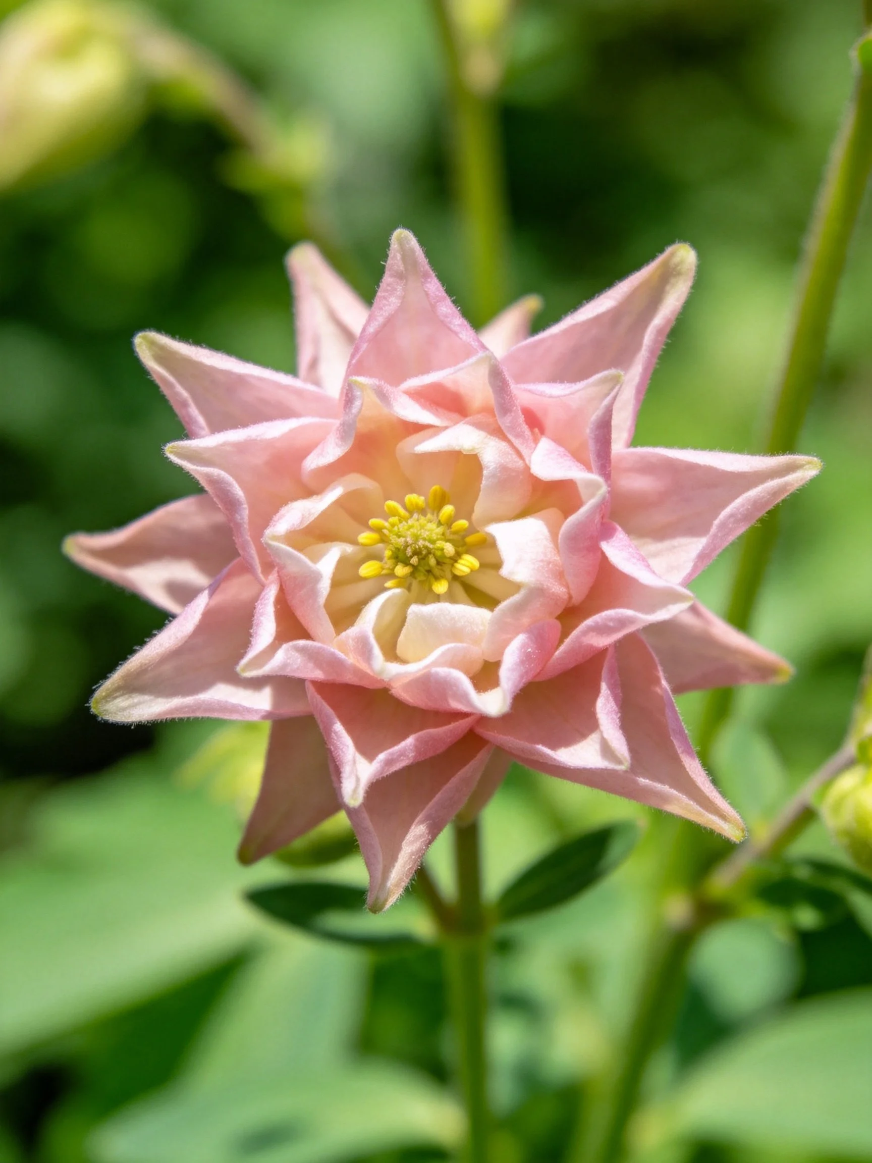A pink star - shaped flower with layered petals and yellow center