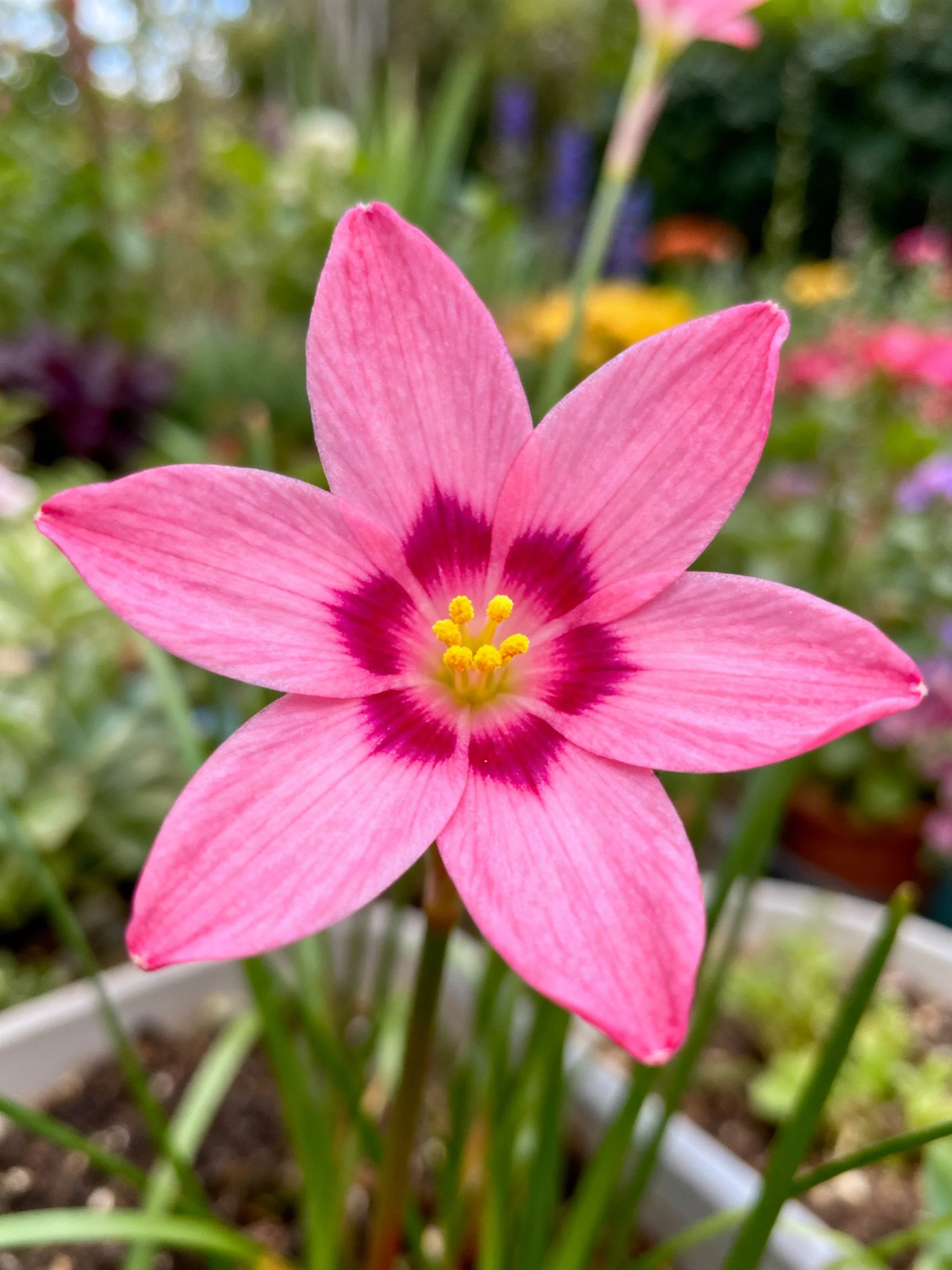A pink star - shaped flower with magenta center in a garden pot