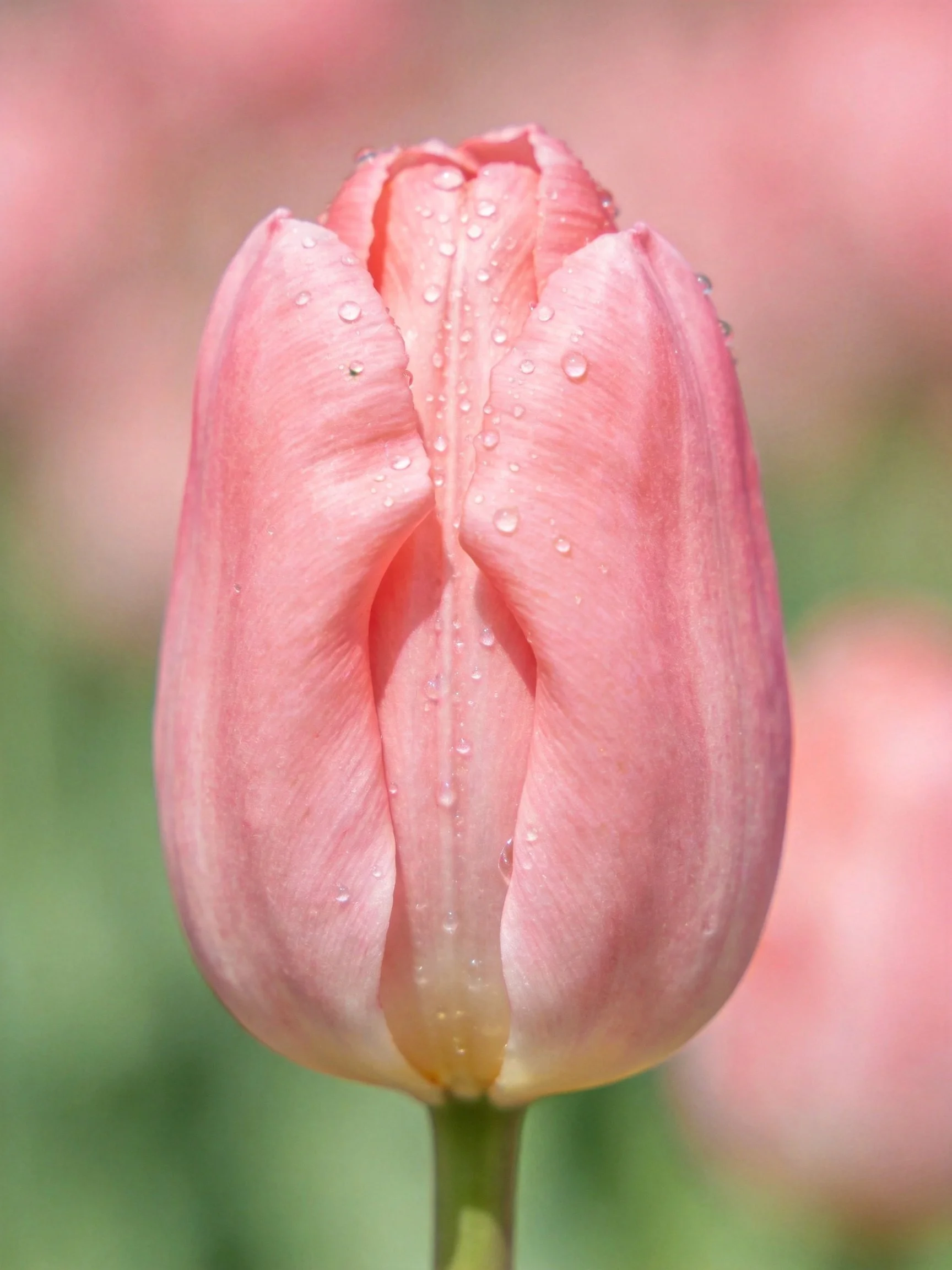 A pink tulip bud covered in dewdrops